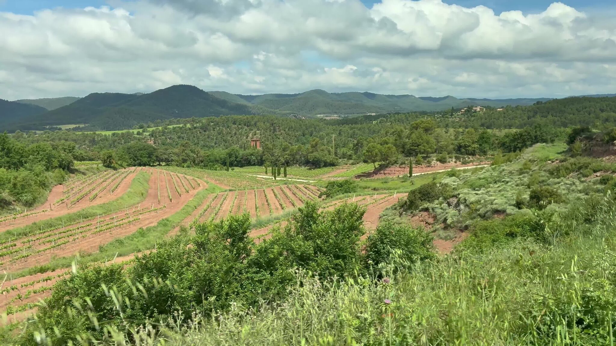 How Wine, Truffles and Honey Could Help Europe Fight Wildfires