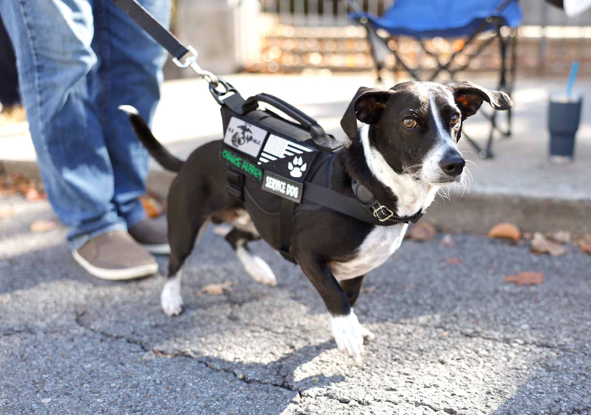 HUD Moves to Limit Assistance Animals for Disabled Tenants
