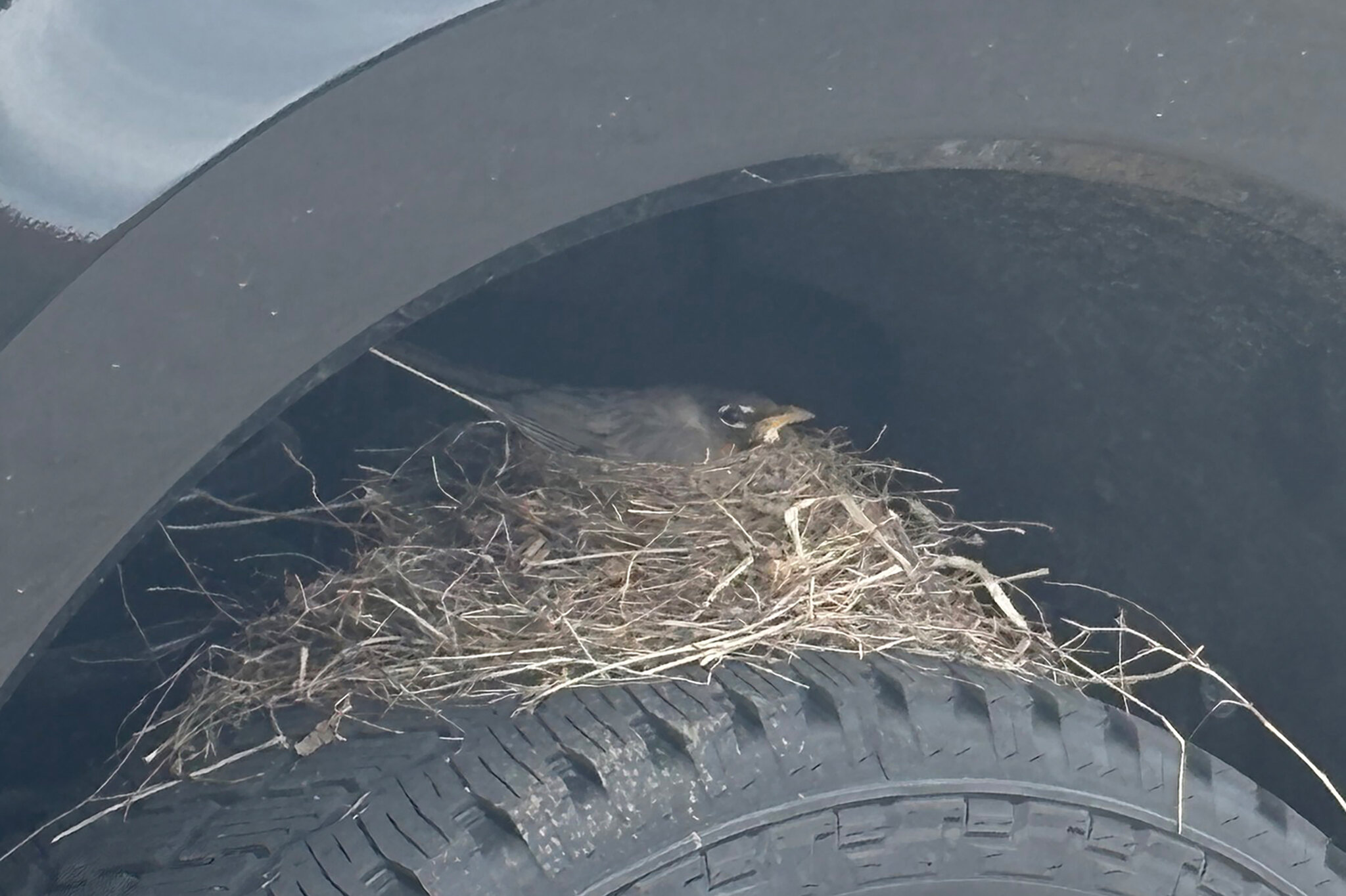 A Ford Truck, Home to Newborn Robins, Is Stuck at a Kansas Car Dealer