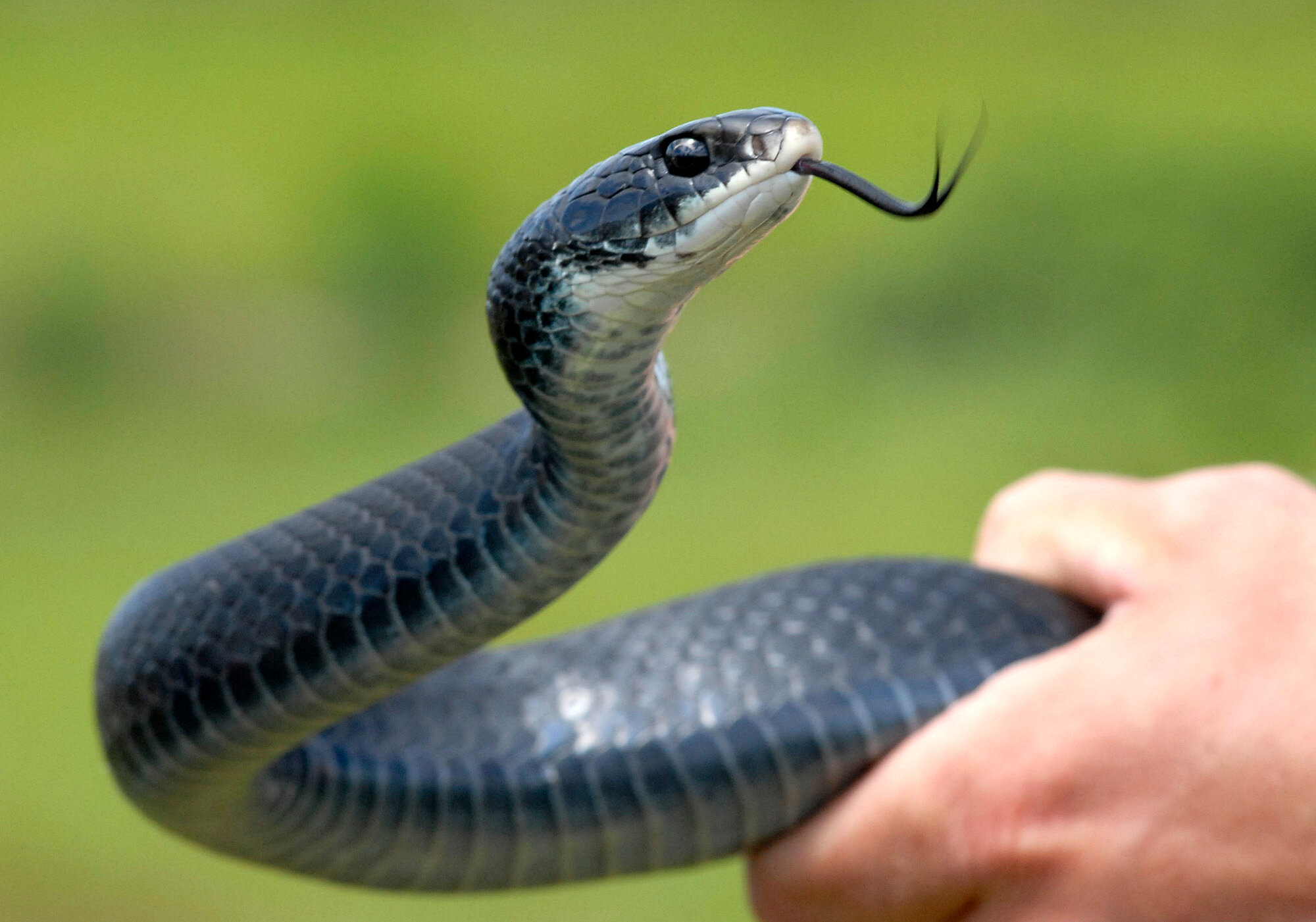 Robert F. Kennedy Jr. Keeps Picking Up Snakes. Is He Doing It Right?