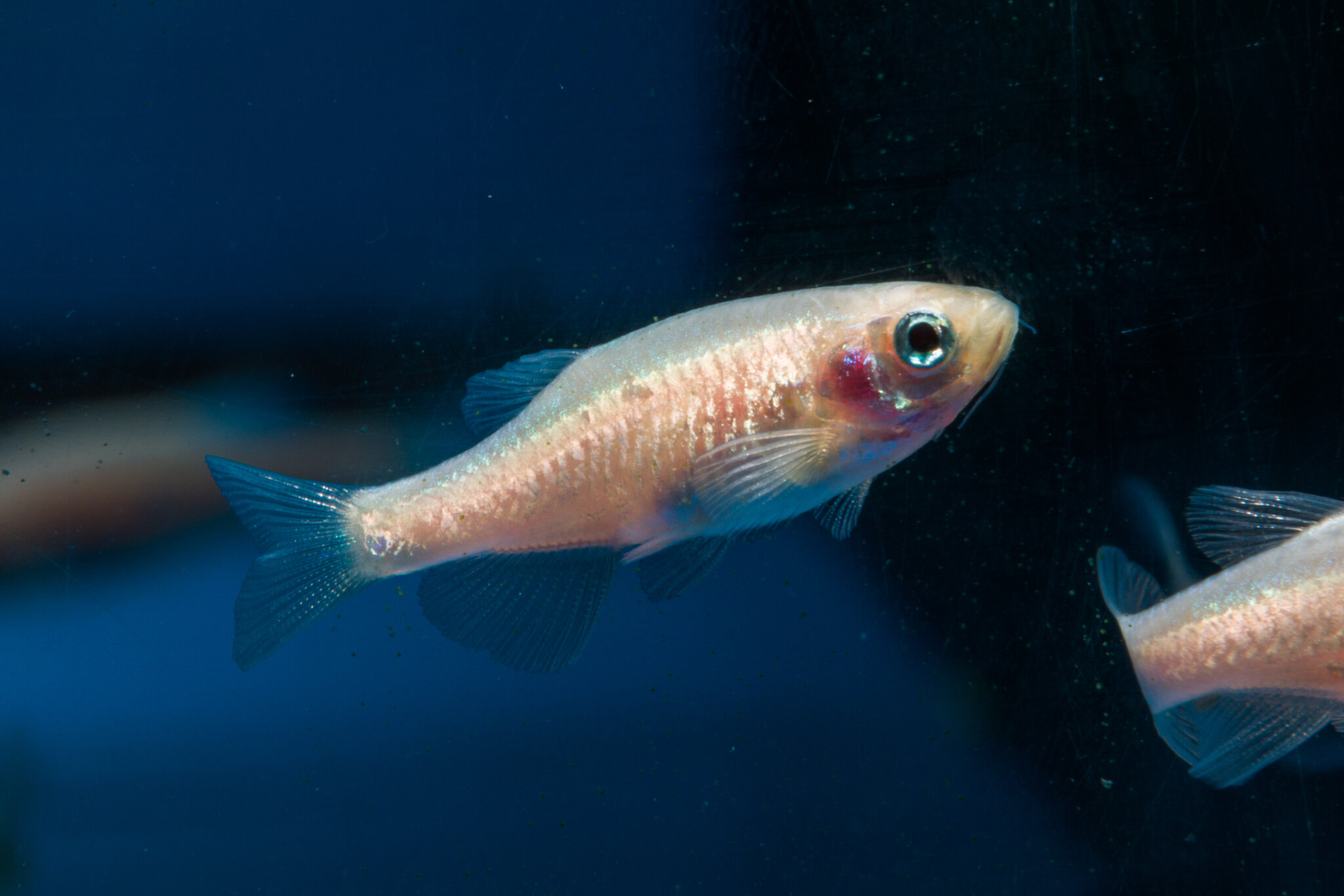 Fish Sleep a Lot Like Us. (They Even Nap.)