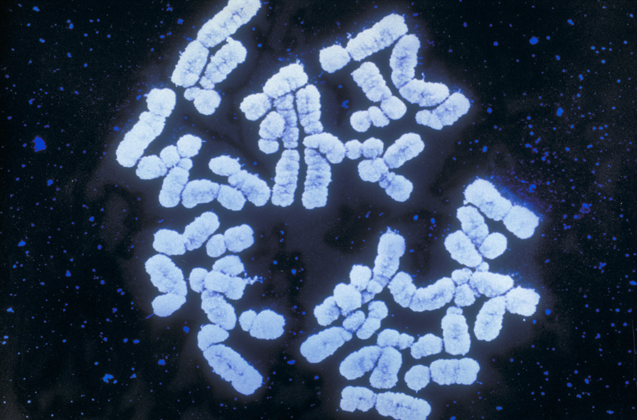 What Happens When Your Employer Knows the Diseases You Might Get?