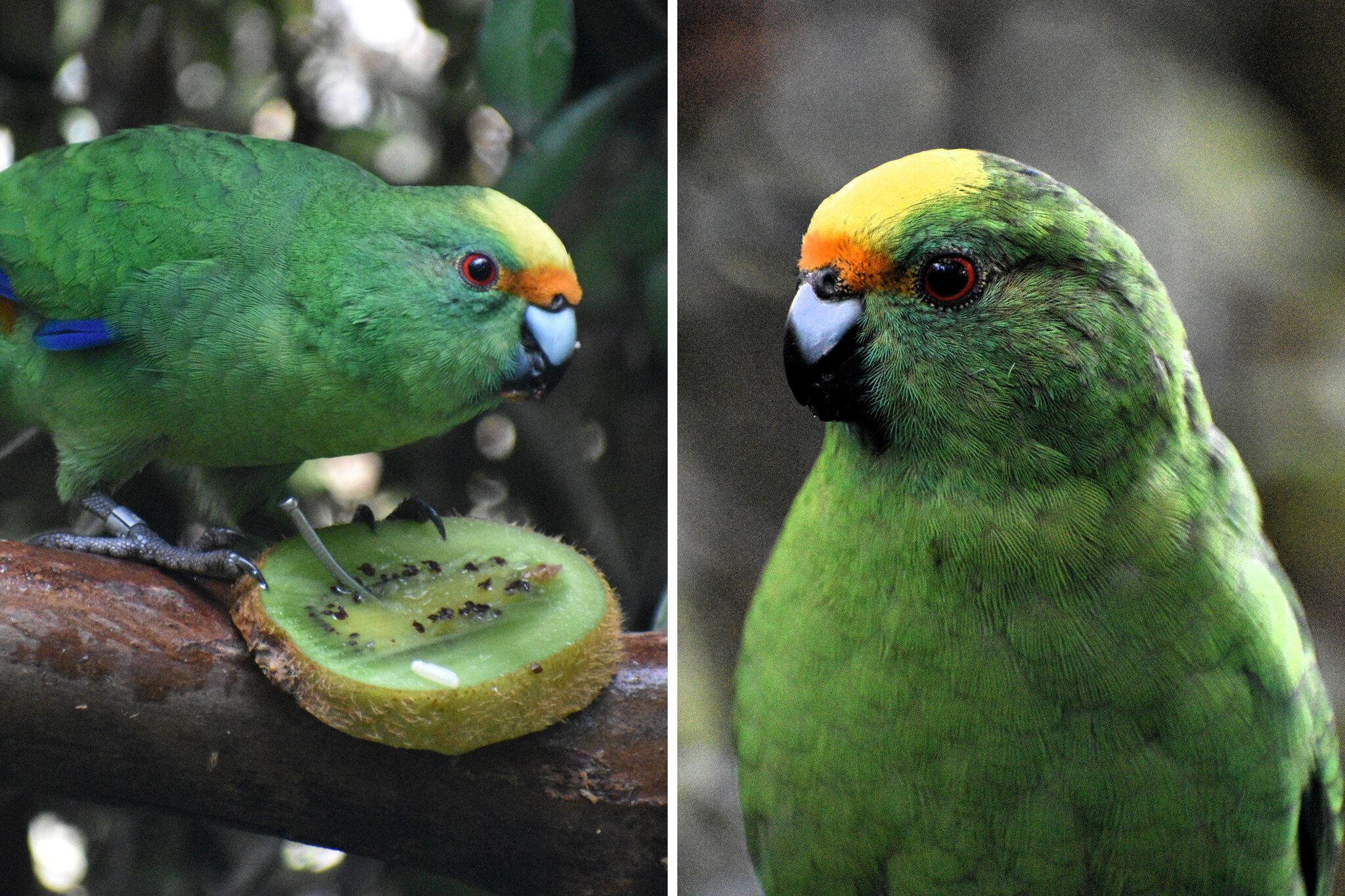 This Pair of Parakeets Are Saving Their Species One Chick at a Time
