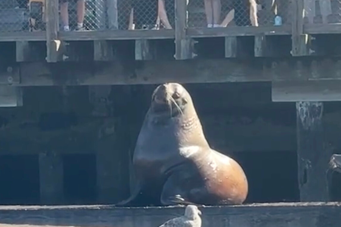 Chonkers the ‘Food-Motivated’ Sea Lion Plops Into San Francisco