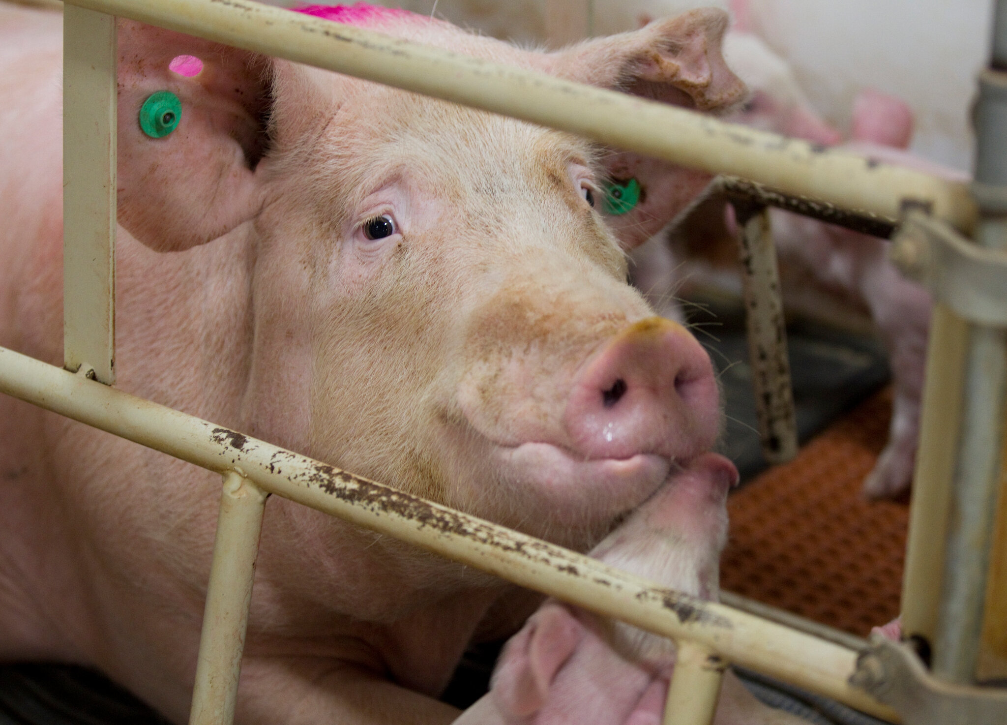 What the Meat Industry Doesn’t Want You to Know