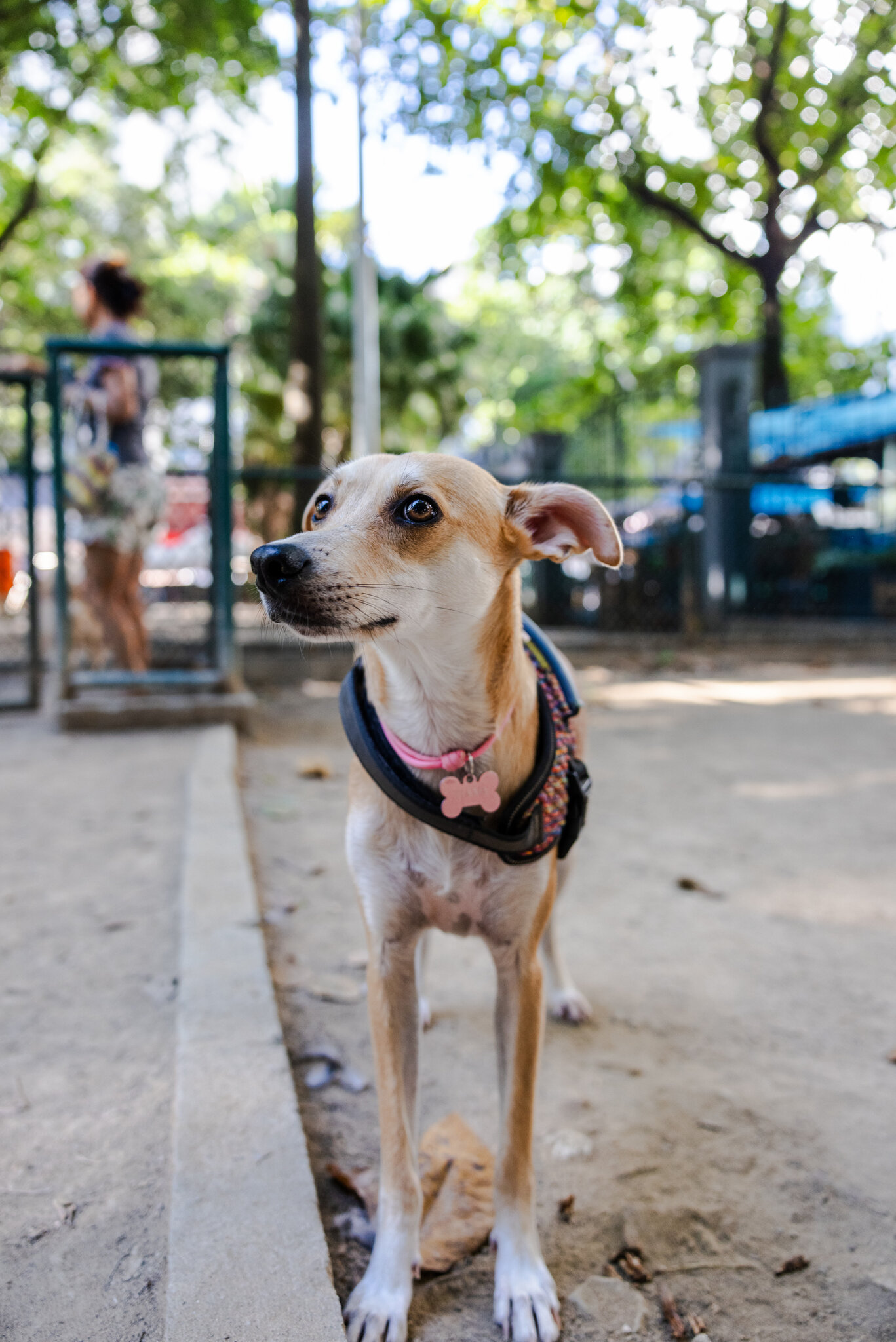 It’s a Bone of Contention: Mexico and Brazil Are Arguing Over Dogs
