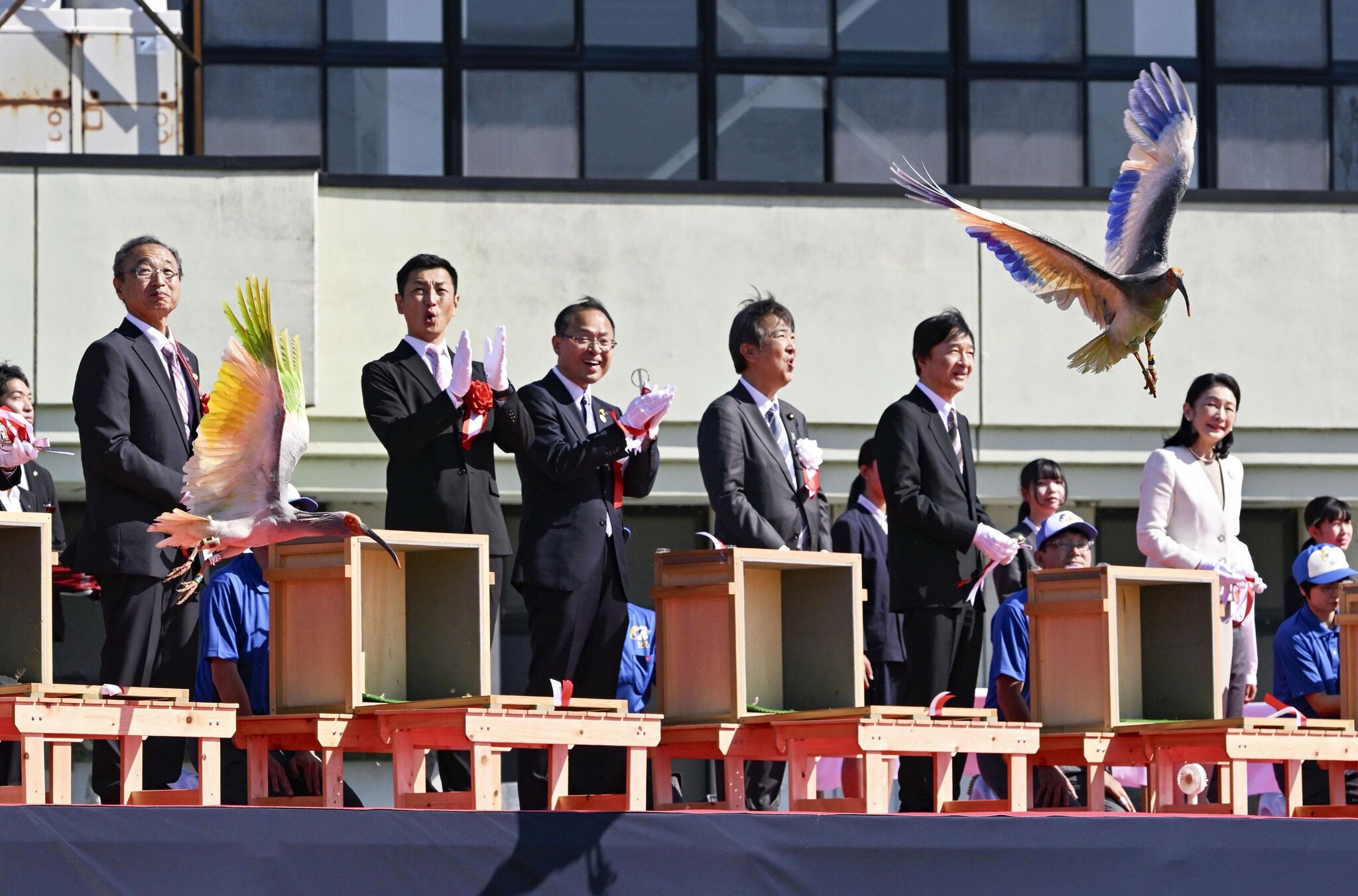 Crested Ibises Get the Royal Treatment in Japan as They Fly Again