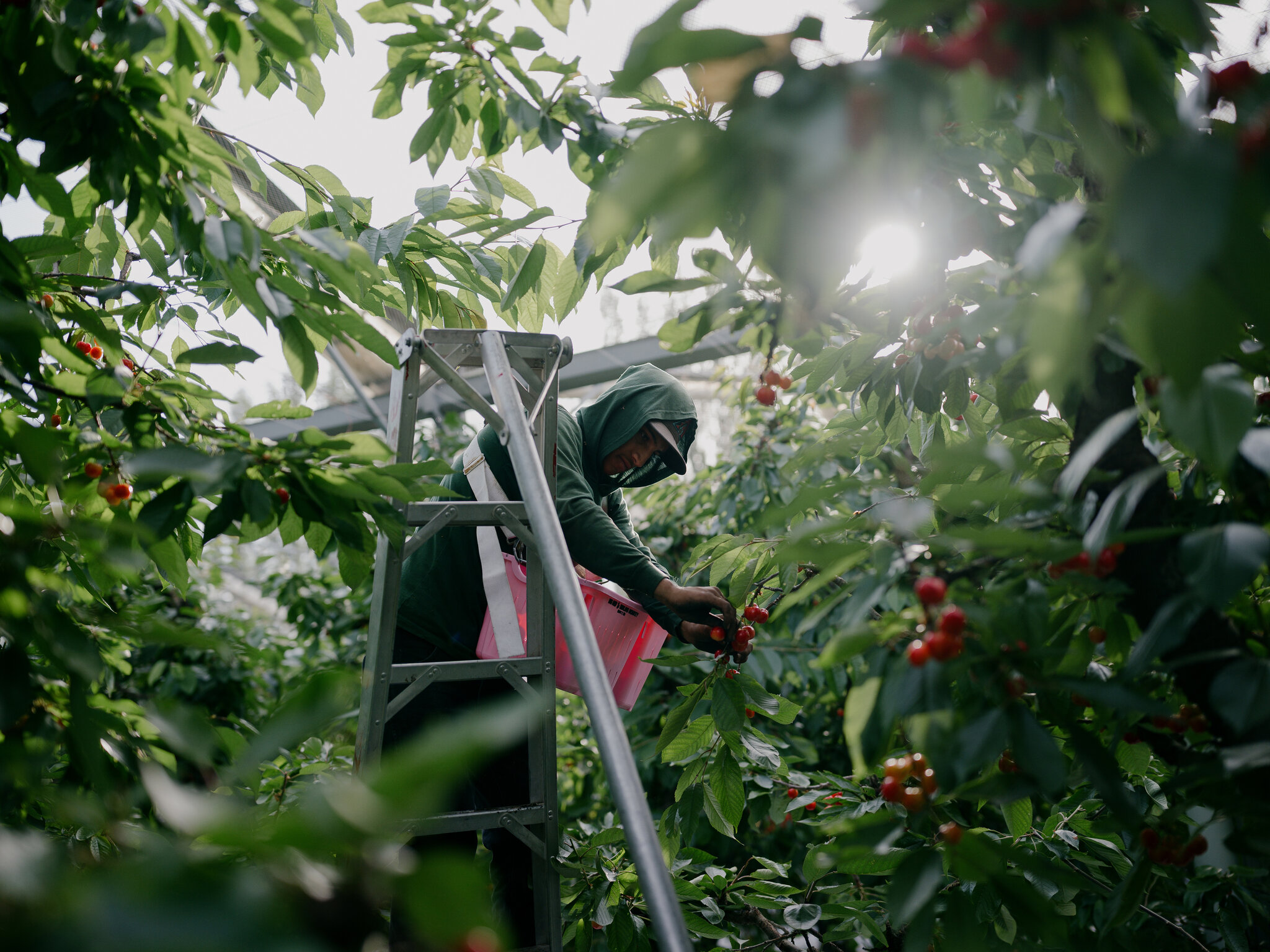 America’s Farms Depend More Than Ever on a Troubled Visa Program