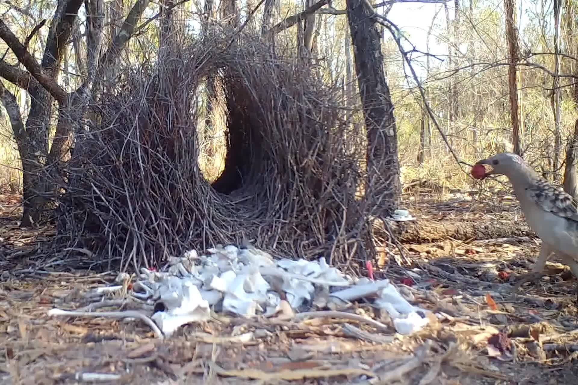 Looking for Love in the Big City? It’s Tough for Bowerbirds, Too.