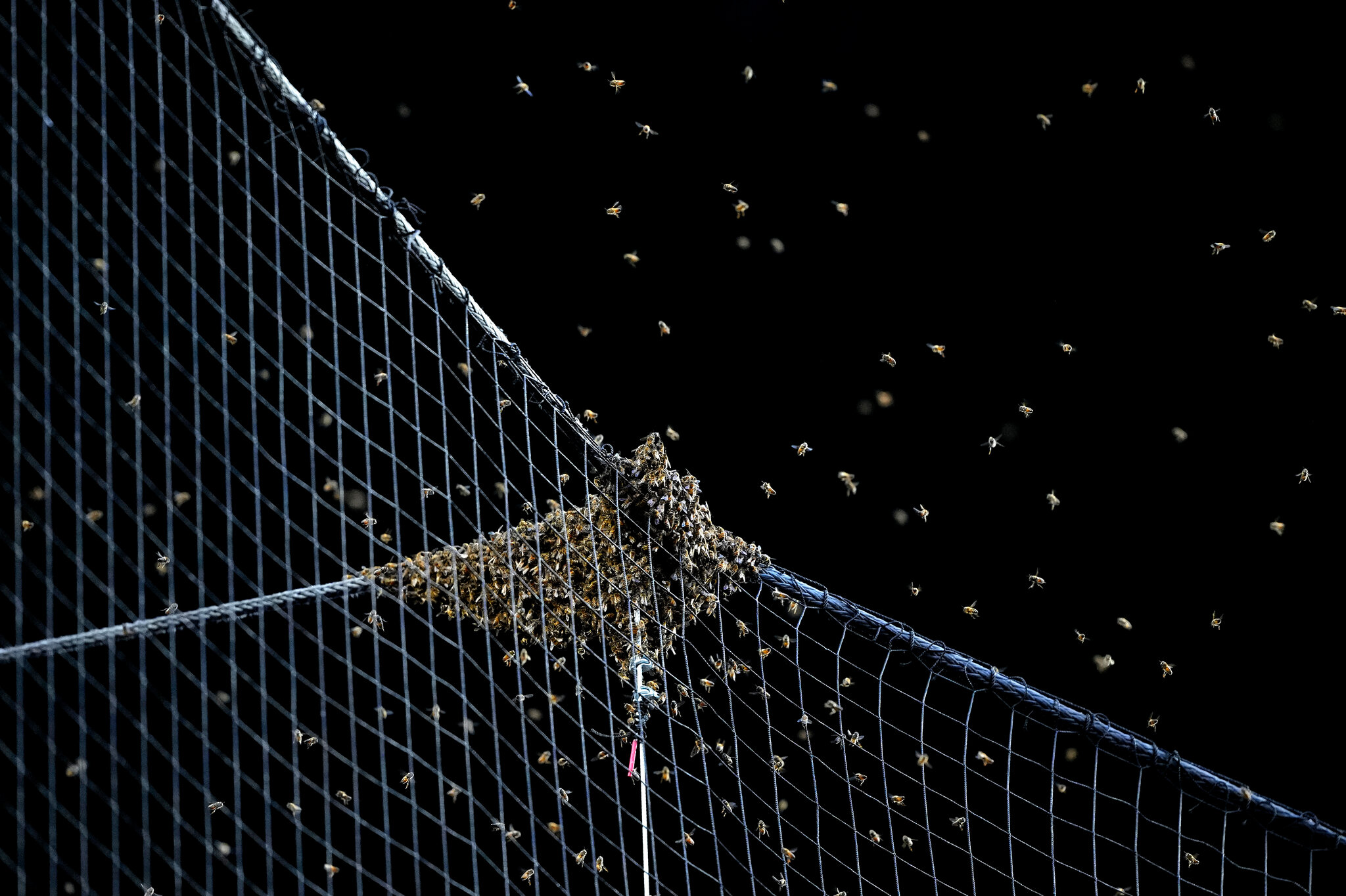 When Bees Attack: Tips for Surviving an Earlier Swarm Season