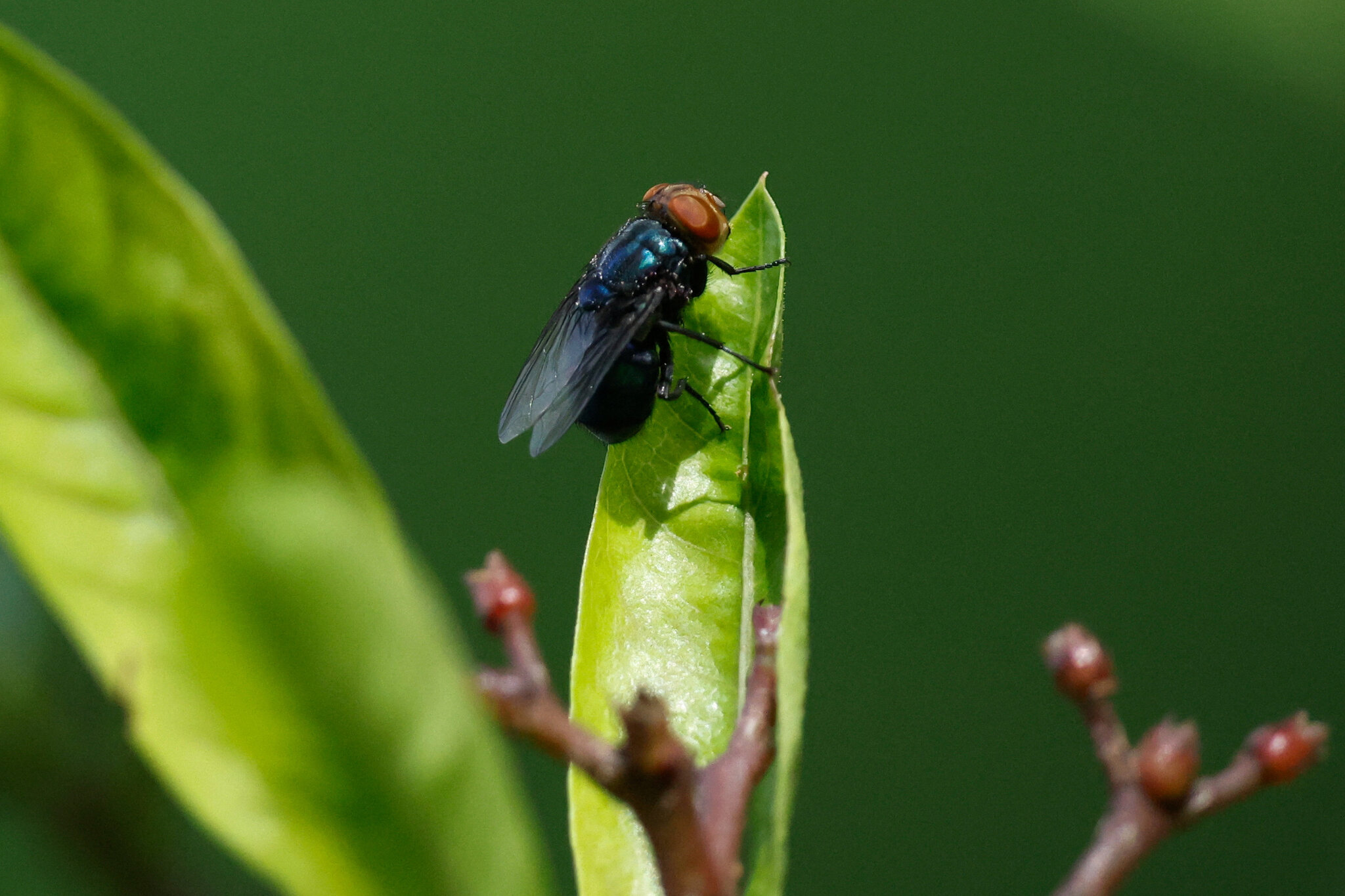 This Flesh-Eating Fly is Making an Unwanted Comeback