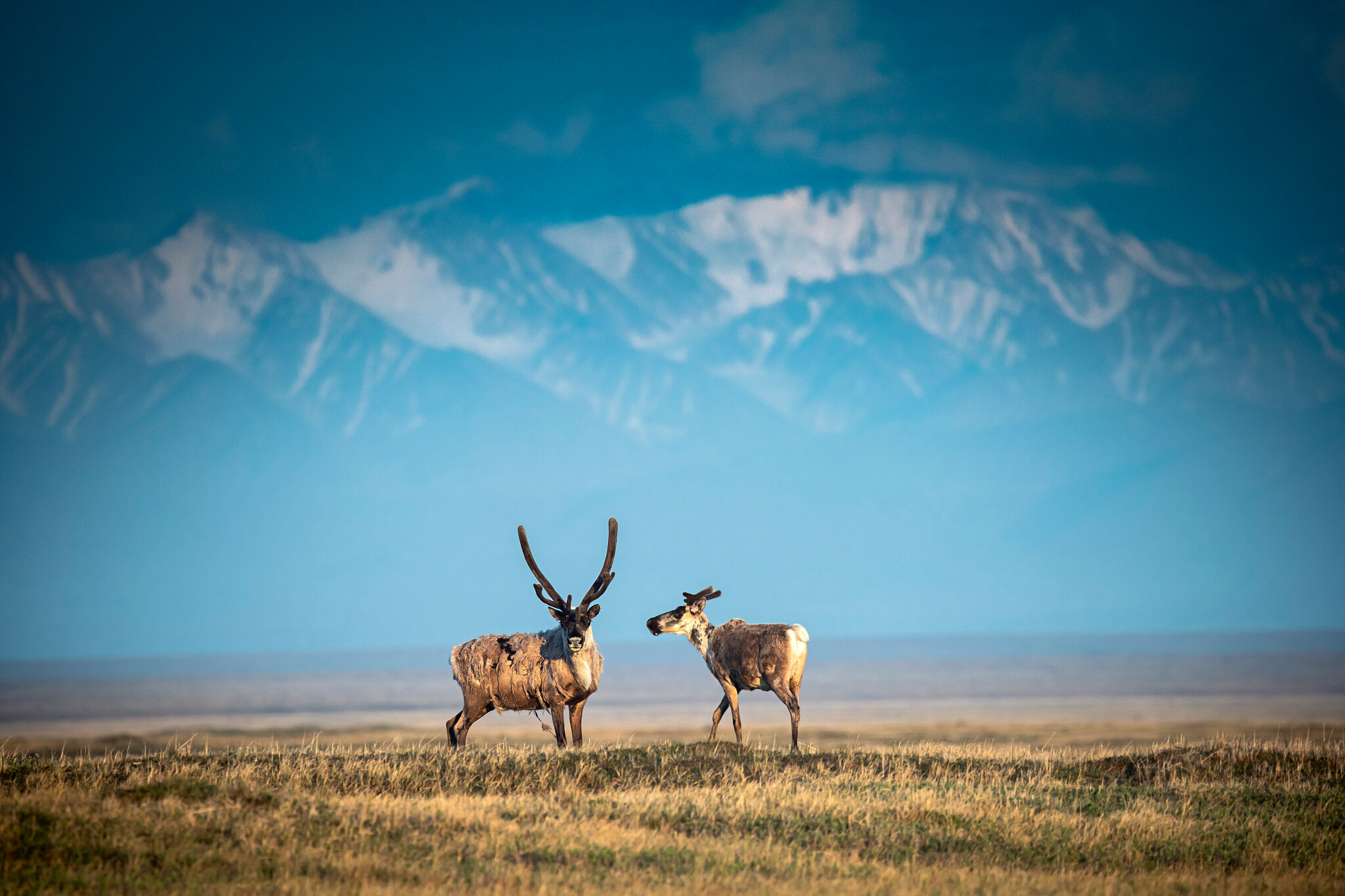 Arctic Refuge Oil Draws Few Bids, Despite Trump’s Push for ‘Liquid Gold’