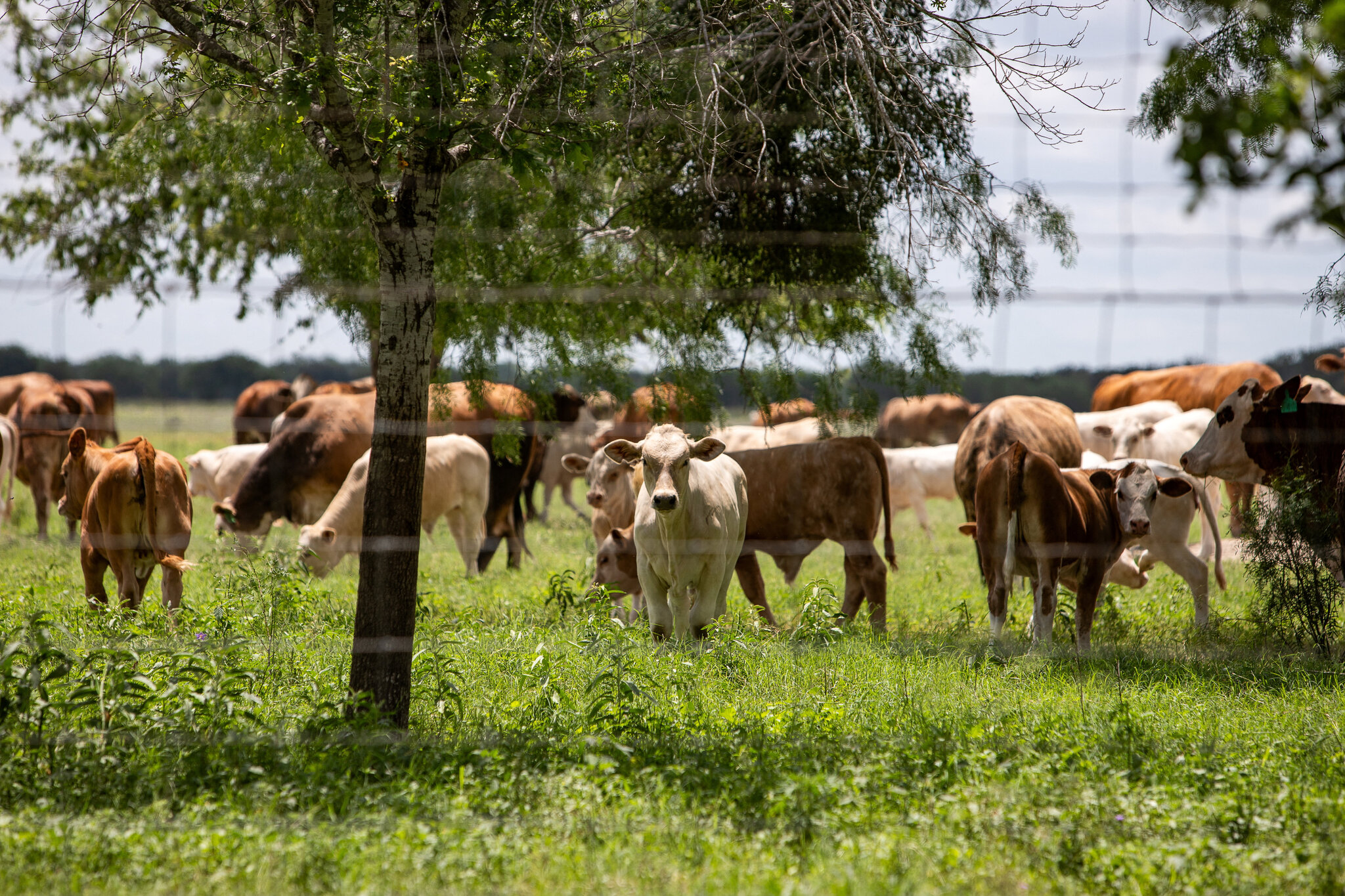 Screwworm Flies and Drought Spell Tougher Times for Cattle Ranchers