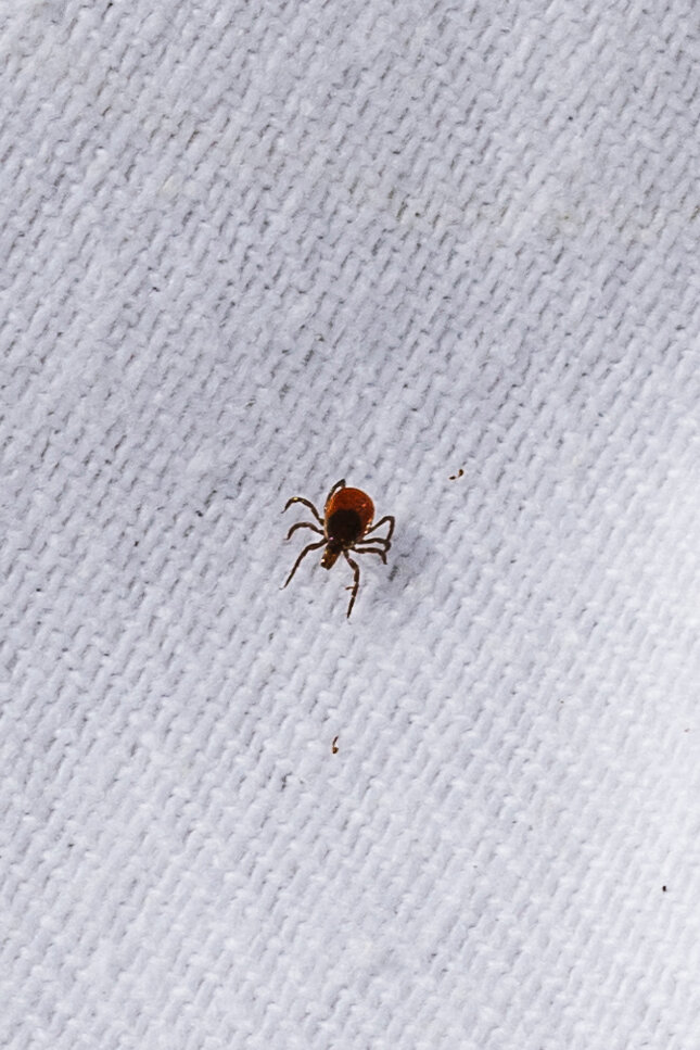 It’s Time to Worry About Ticks in the City