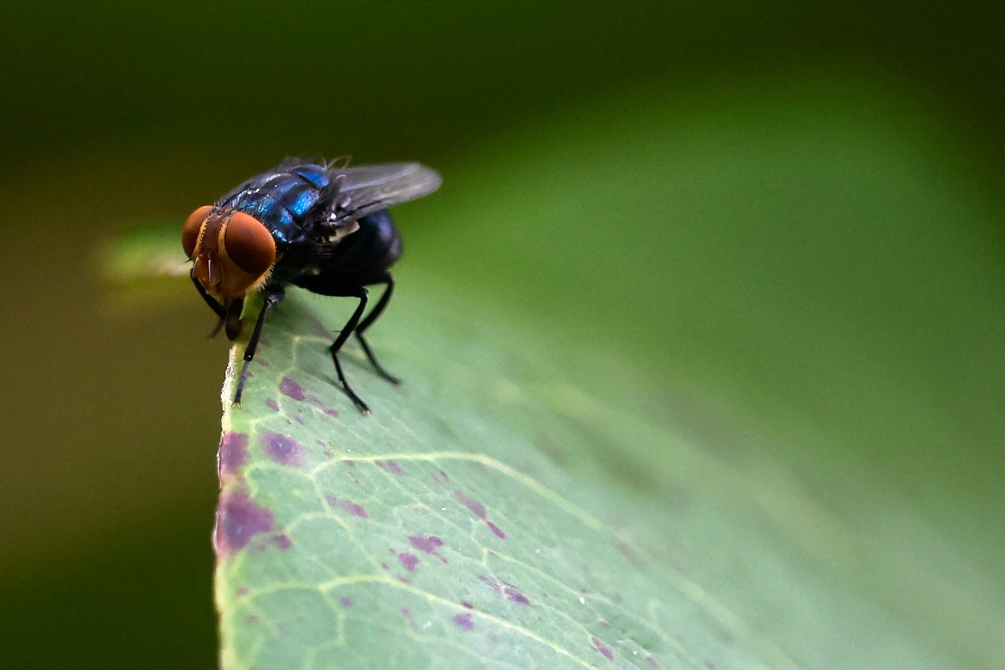 As Screwworm Cases Mount, U.S. Officials Ramp Up Response