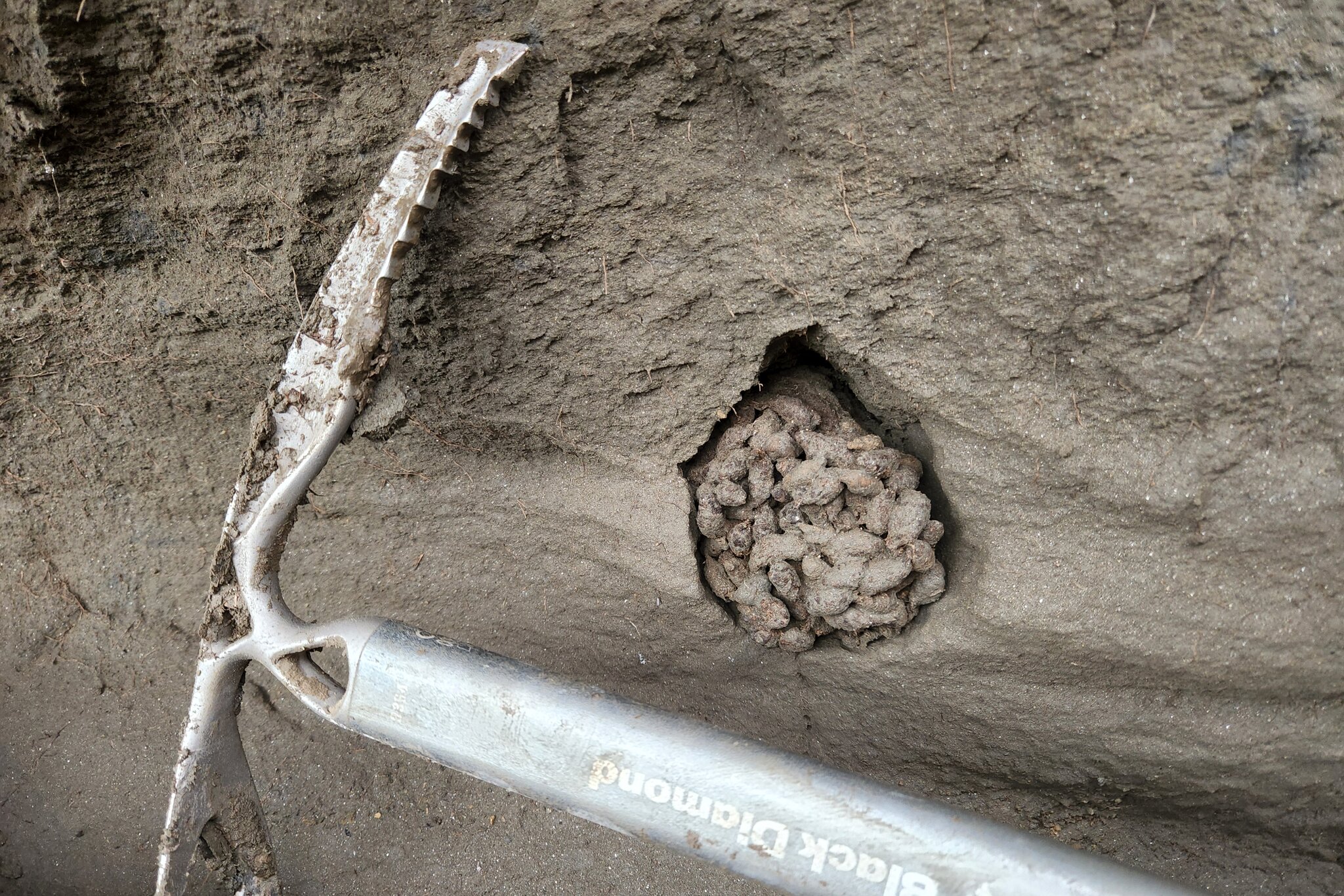 Ancient Squirrels Ate Woolly Mammoth Meat. The Proof Is in the Poop.