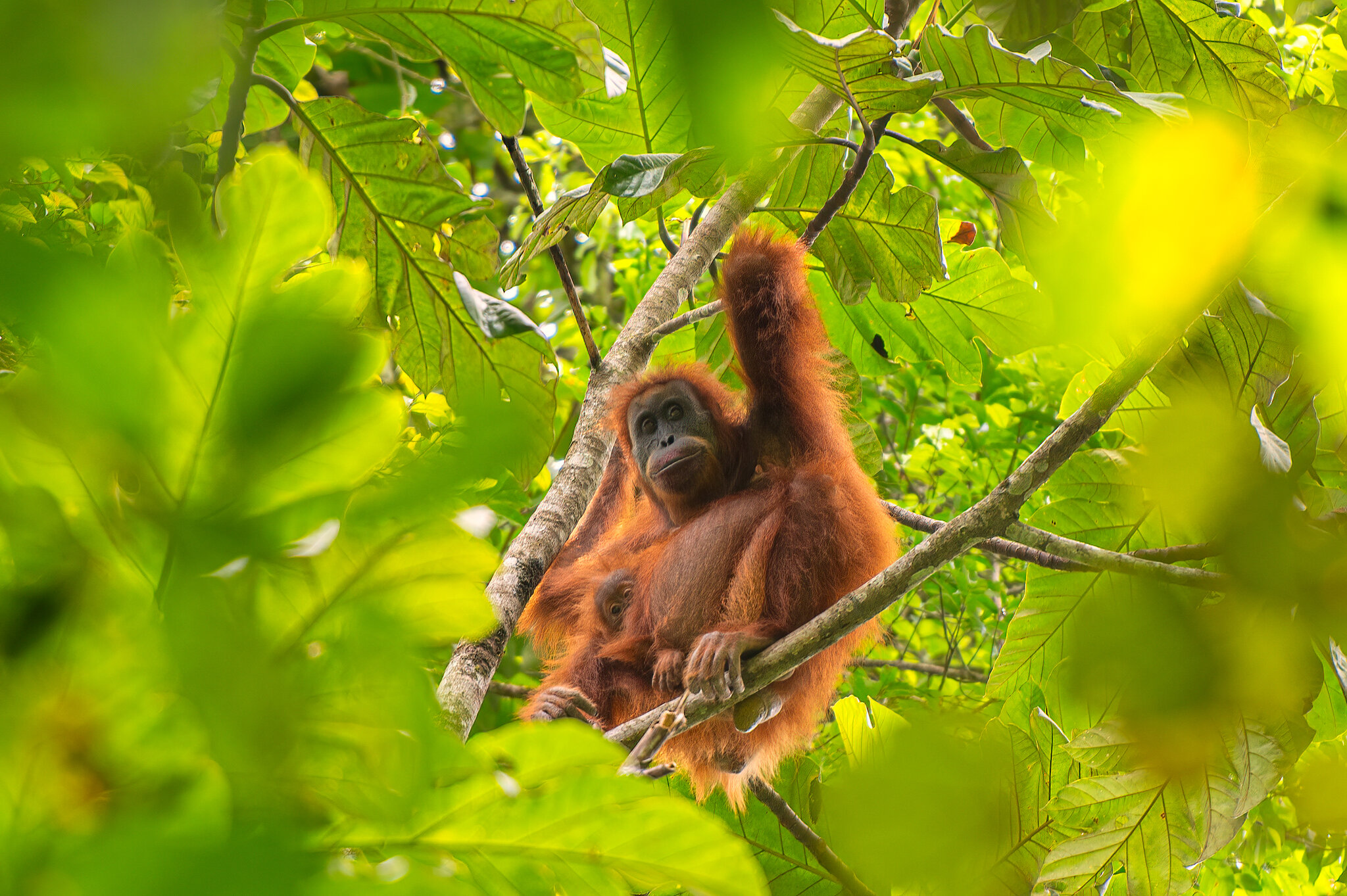 Recent Landslides in Indonesia Devastated Rare Orangutans, Study Finds