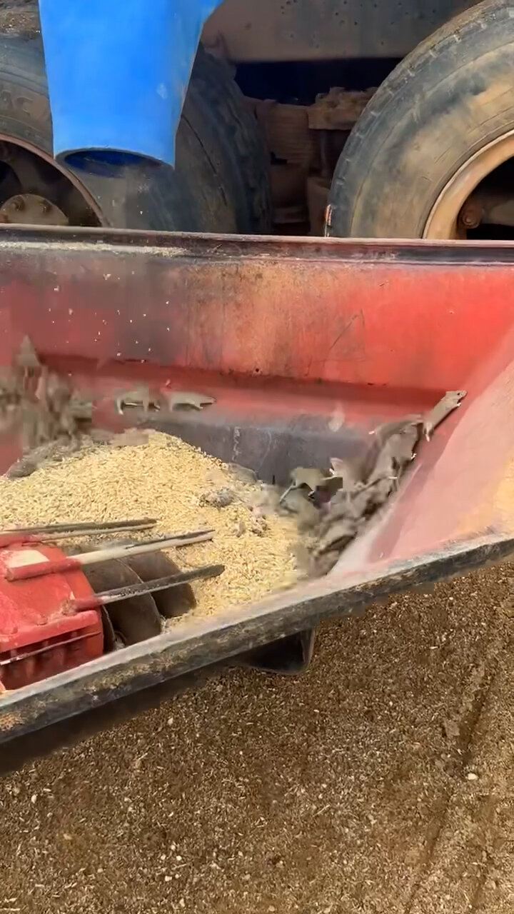 Thousands of Mice Swarm Parts of Western Australia in a ‘Mouse Plague’