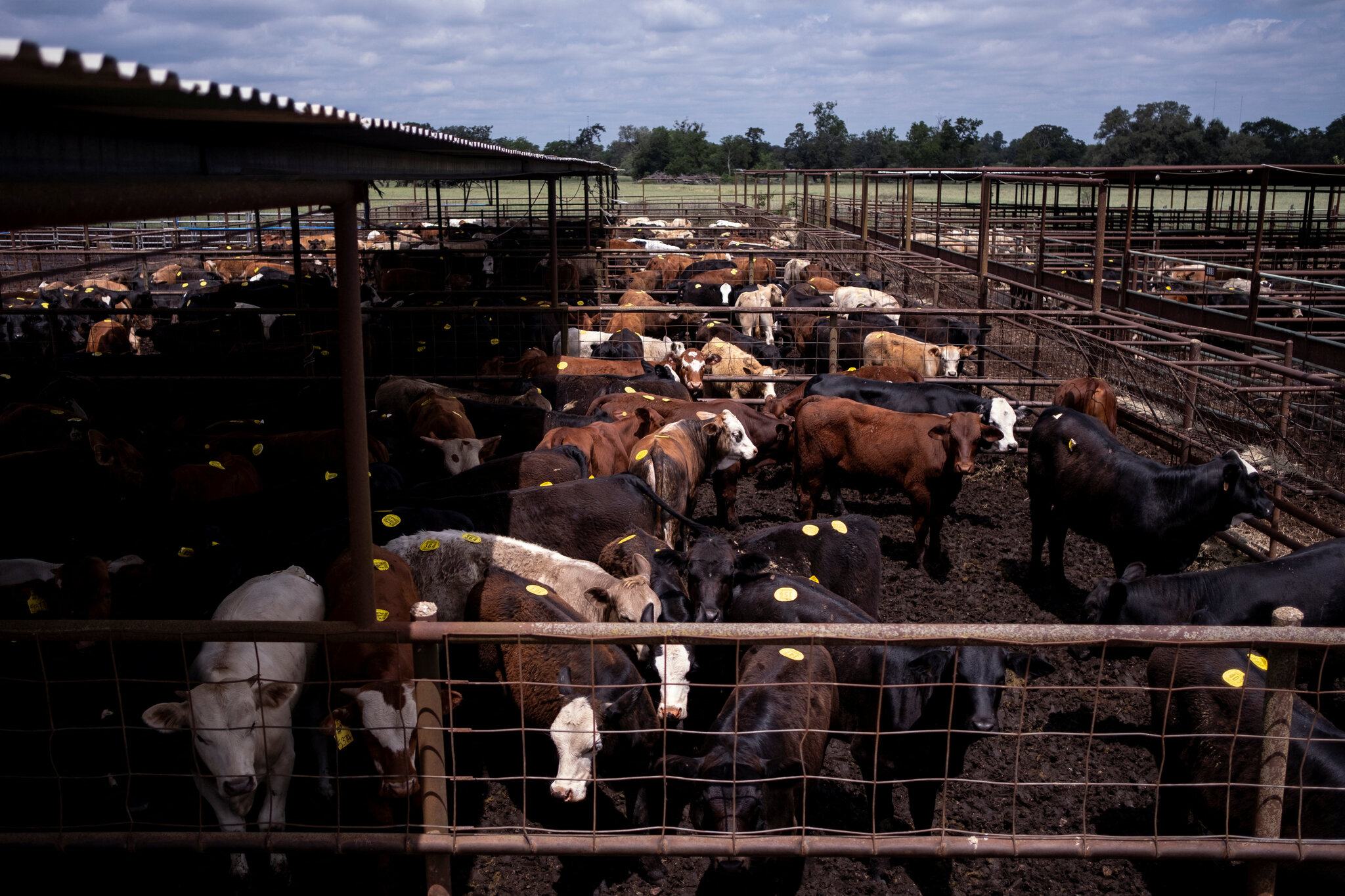 China Restores Beef Trade With U.S. as Goodwill Gesture for Trump Visit