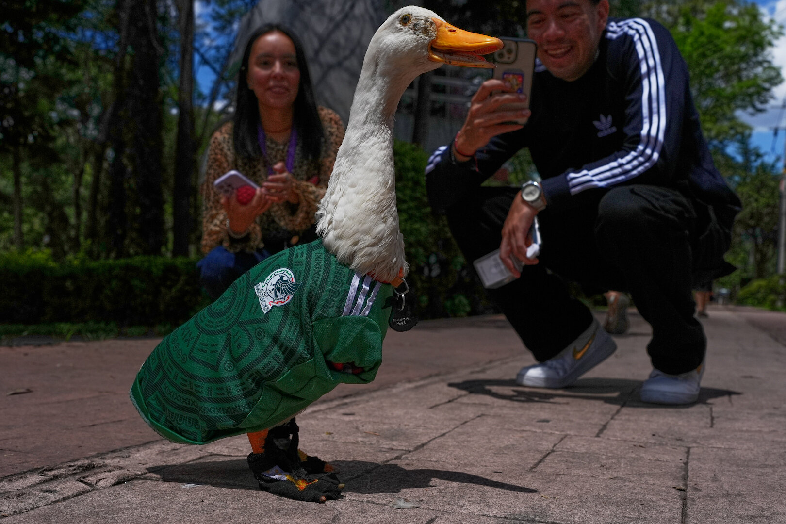 Merlin, the Duck in a Mexico World Cup Team Jersey, Finds Unexpected Fame