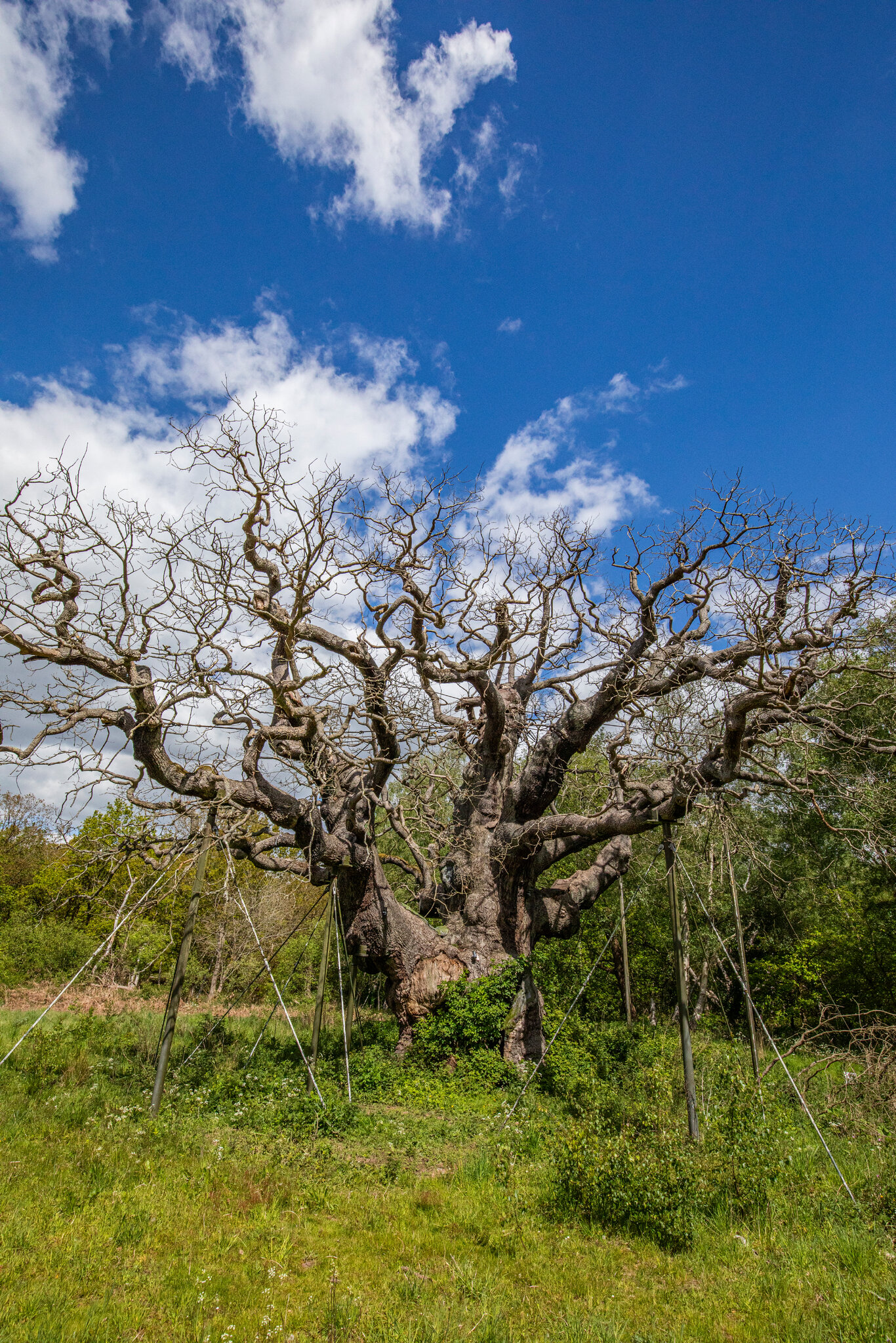 The Major Oak, Ancient Tree of Robin Hood Legend, Has Died