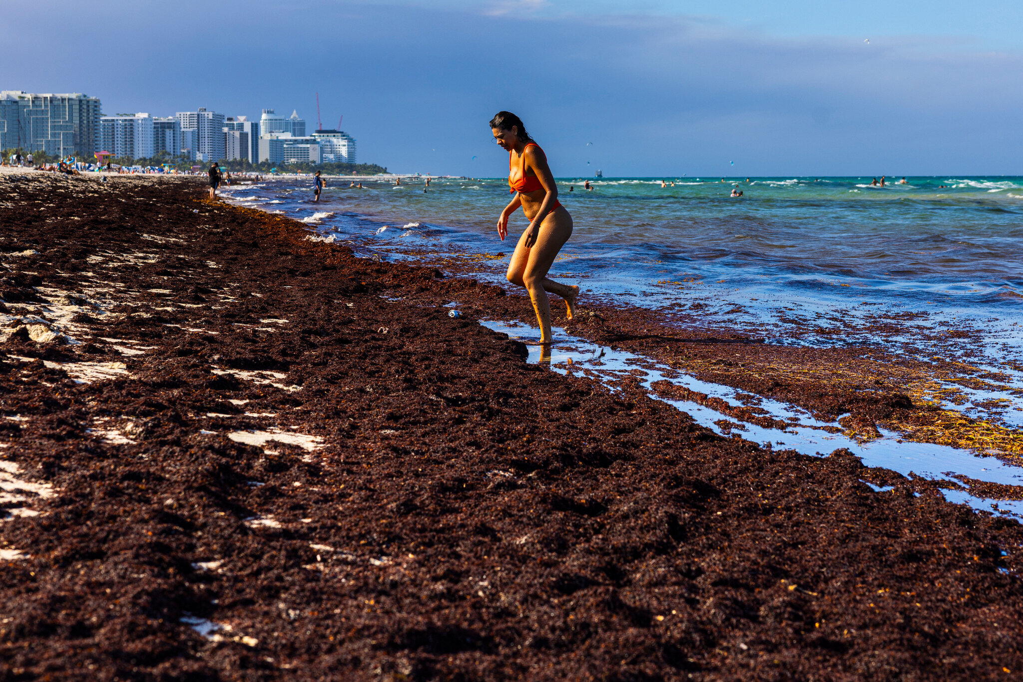 World Cup Visitors in Miami Encounter Beaches Thick With Smelly Seaweed