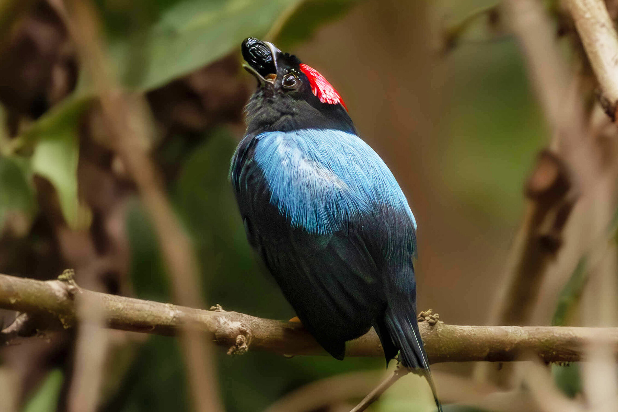 These Birds’ Backflips Are Fueled by Sugar