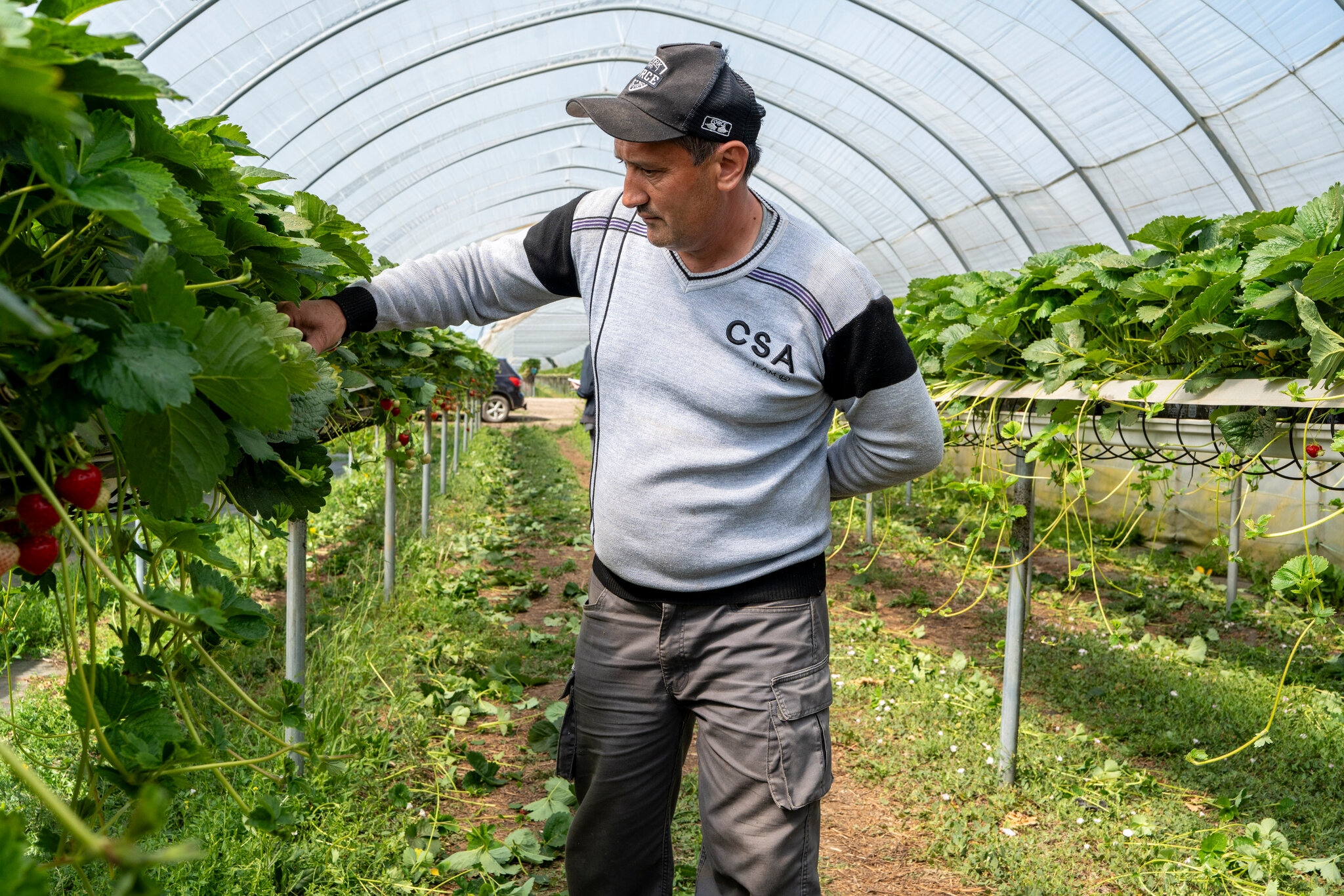 Those British Strawberries Are Being Picked by Central Asian Workers