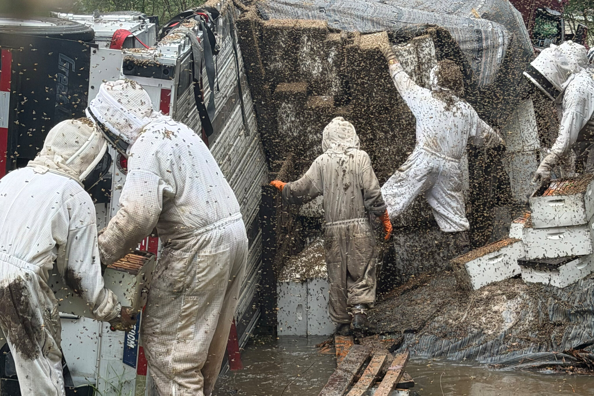 Millions of Bees Spilled Onto a Road in Texas. These Beekeepers Got to Work.
