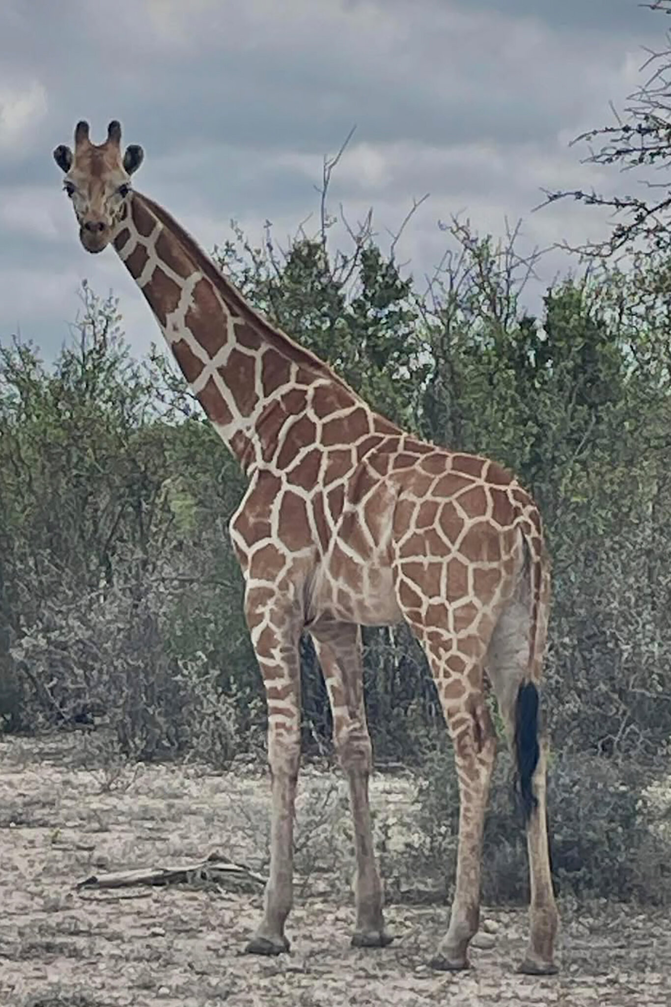 Gracie the Giraffe Goes Missing in Texas