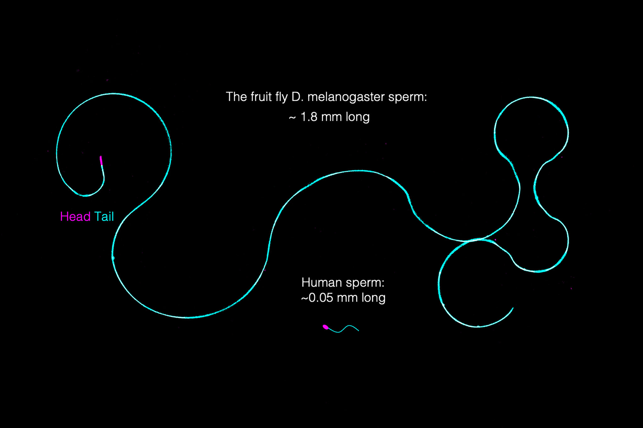 Fruit Fly Sperm Are Giant. How Do They Stay Untangled?