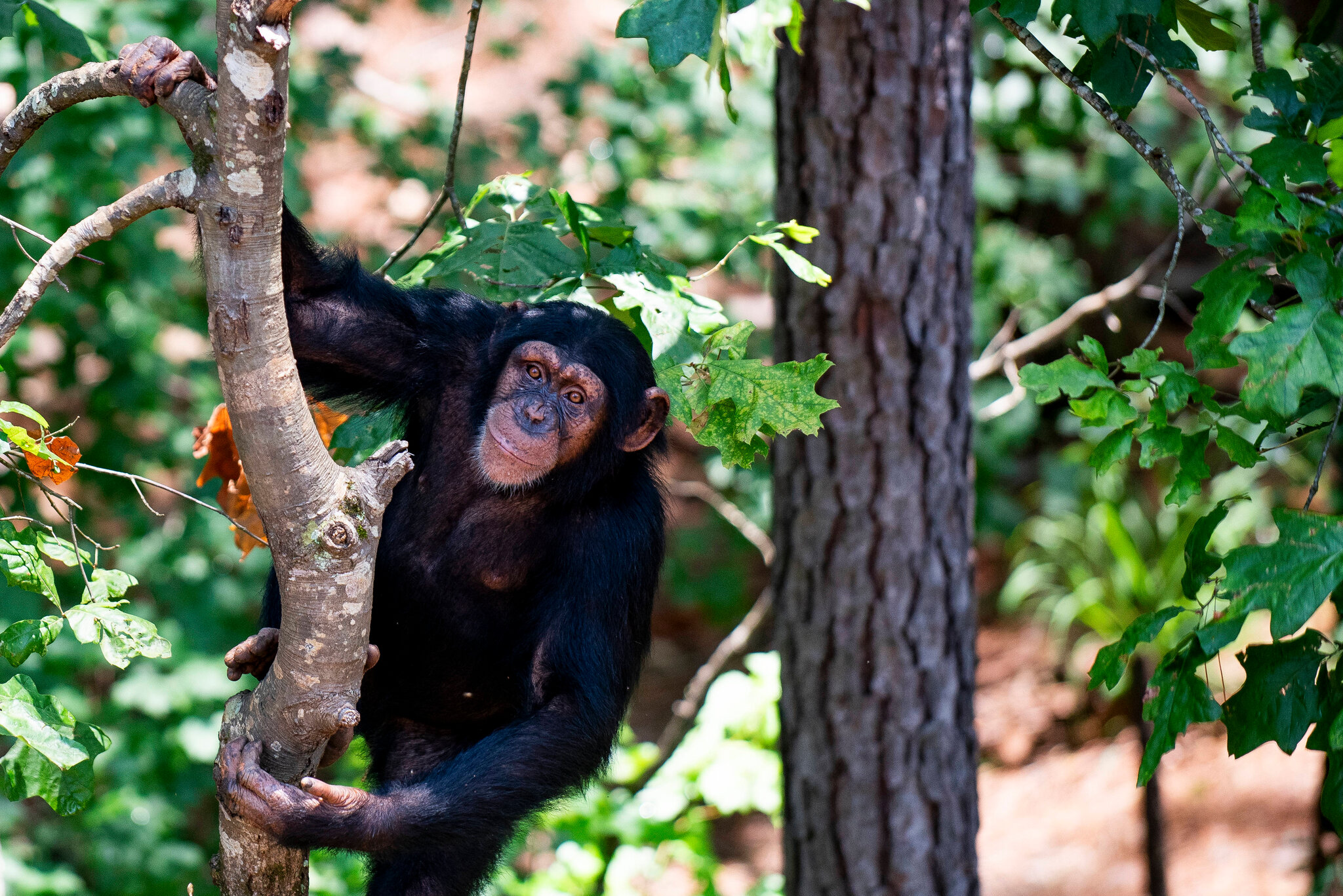 To Reveal the Rhythmic Roots of Laughter, Just Tickle an Ape