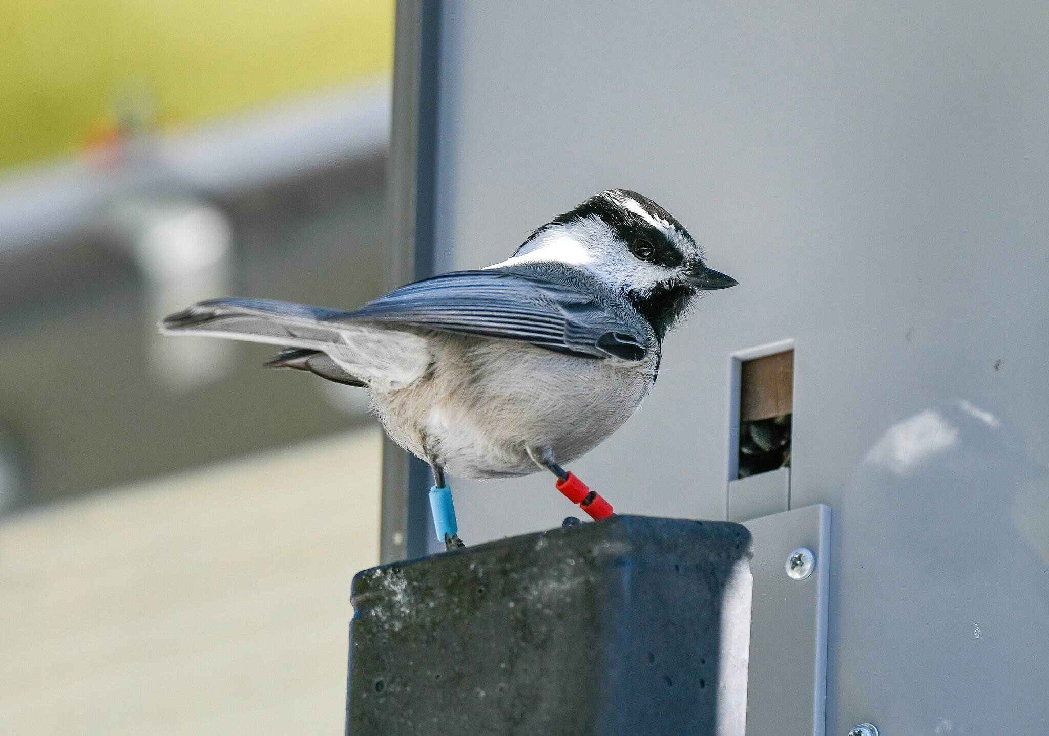 Cheating Chickadees Are Seduced by Smarts