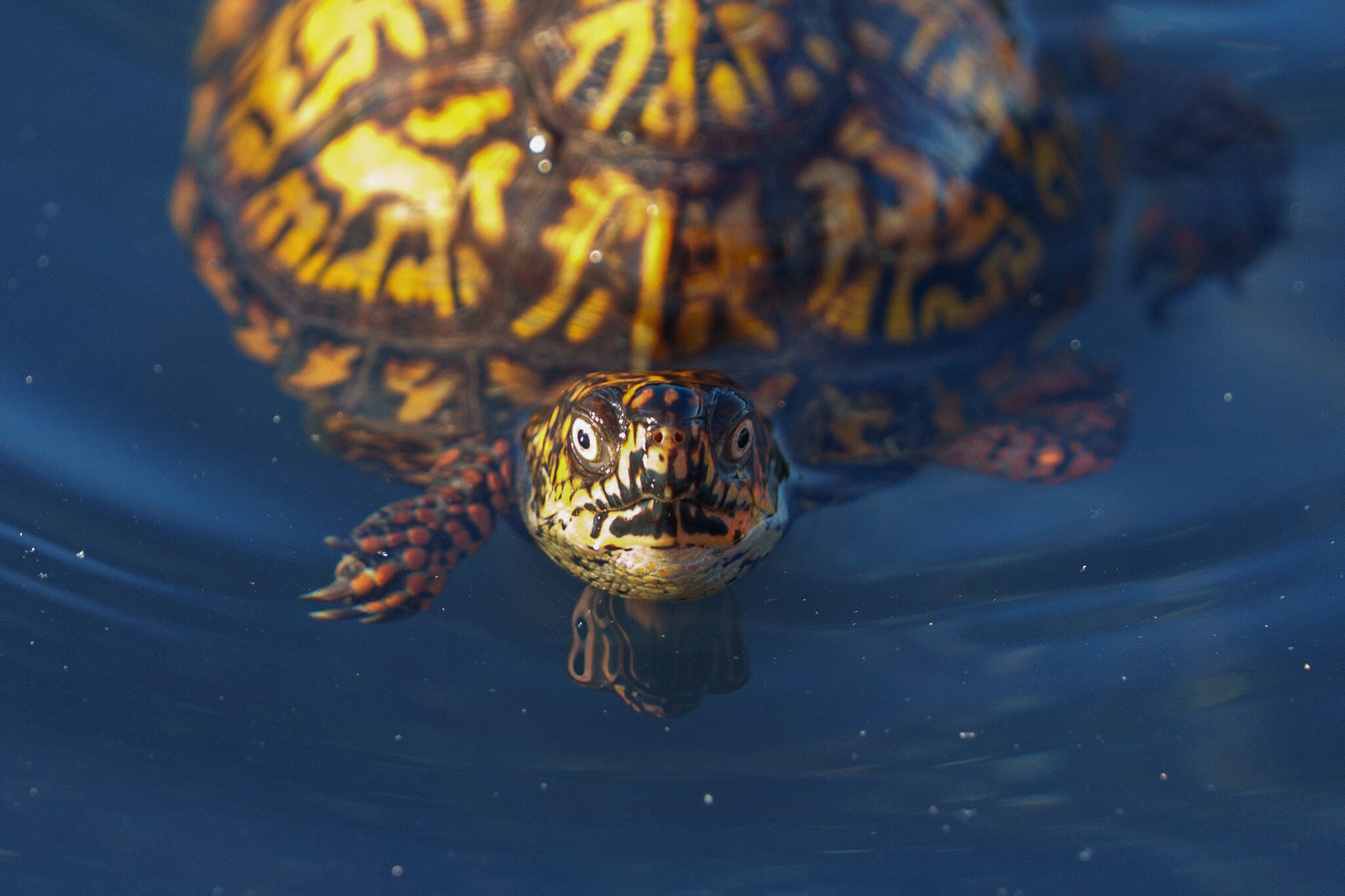 Turtles All the Way Down to … What Exactly?