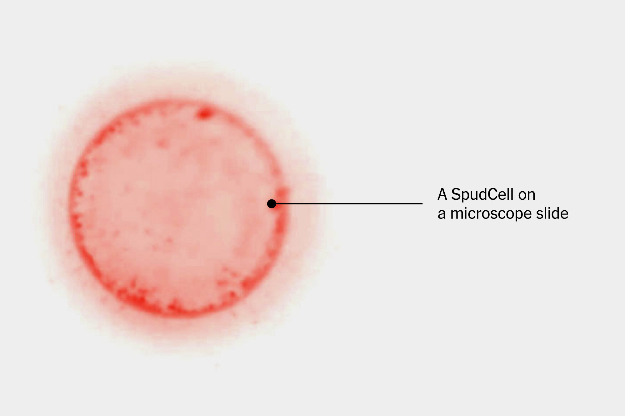 This Cell Feeds, Grows and Reproduces. And It’s Manmade.