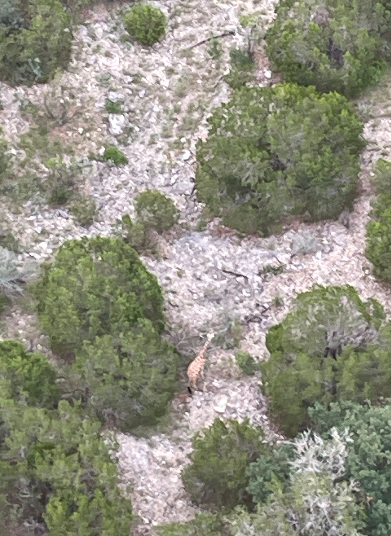 Gracie the Giraffe Is Found ‘Fat and Happy’ 2 Weeks After Escaping Ranch