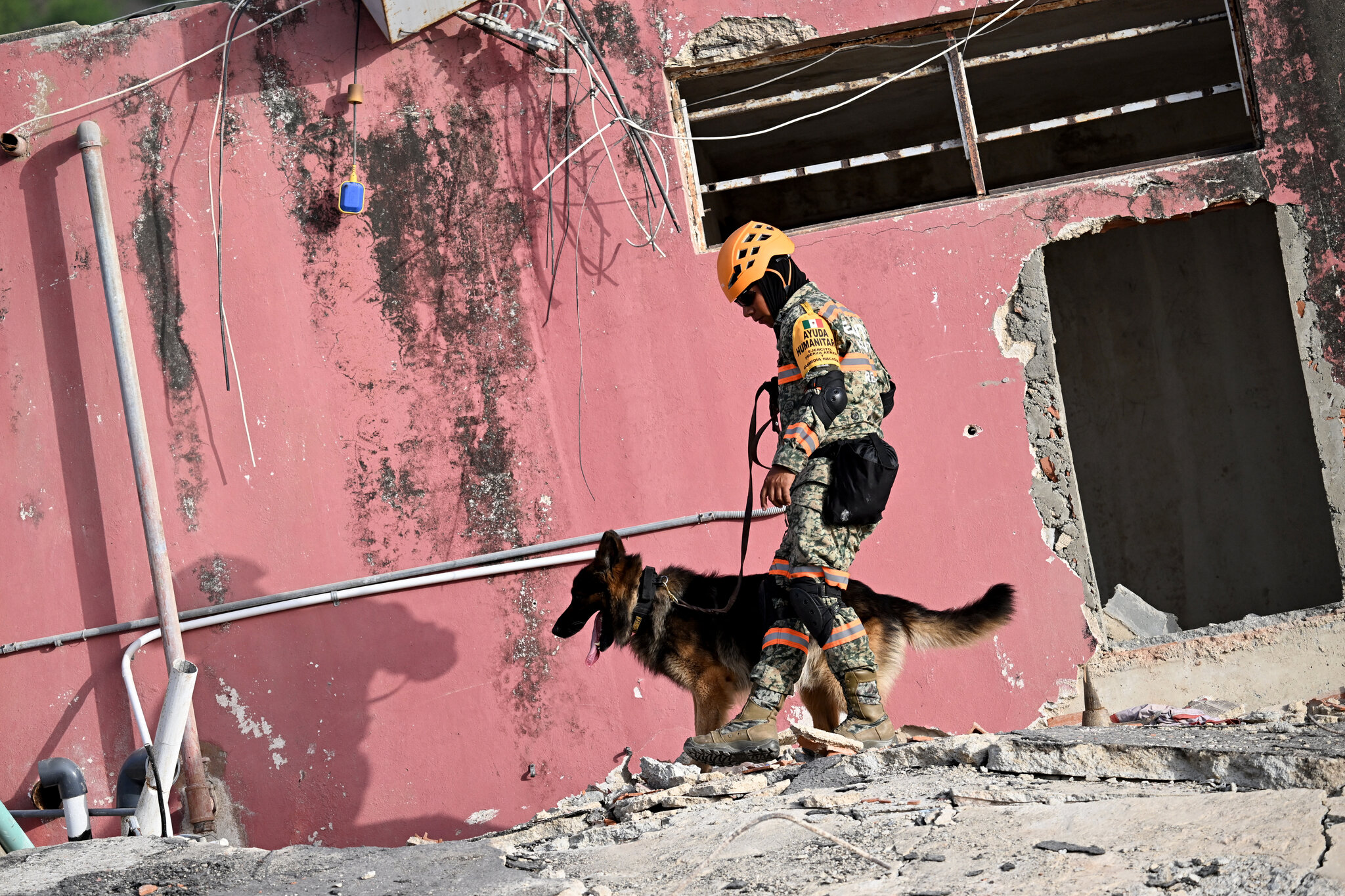 Dozens of Dogs Join Search for Venezuela Quake Survivors