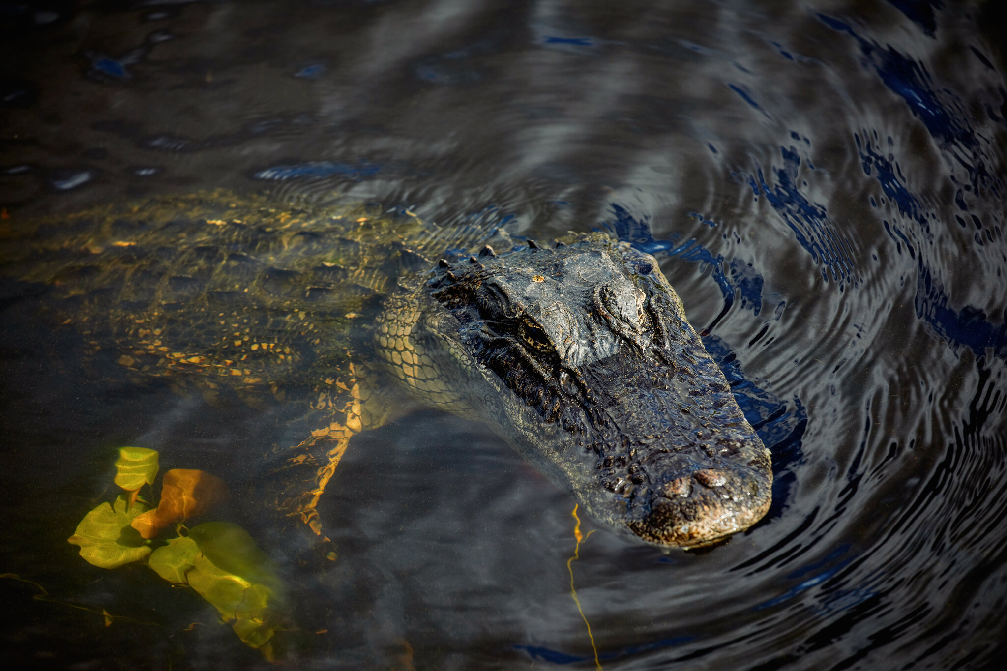 Woman Wading in Florida River Dies After Being Bitten by Alligator