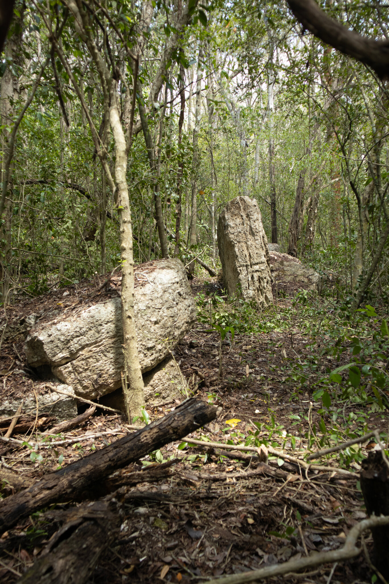 Archaeologists Find Maya Monuments Off the Beaten Path. Way Off.