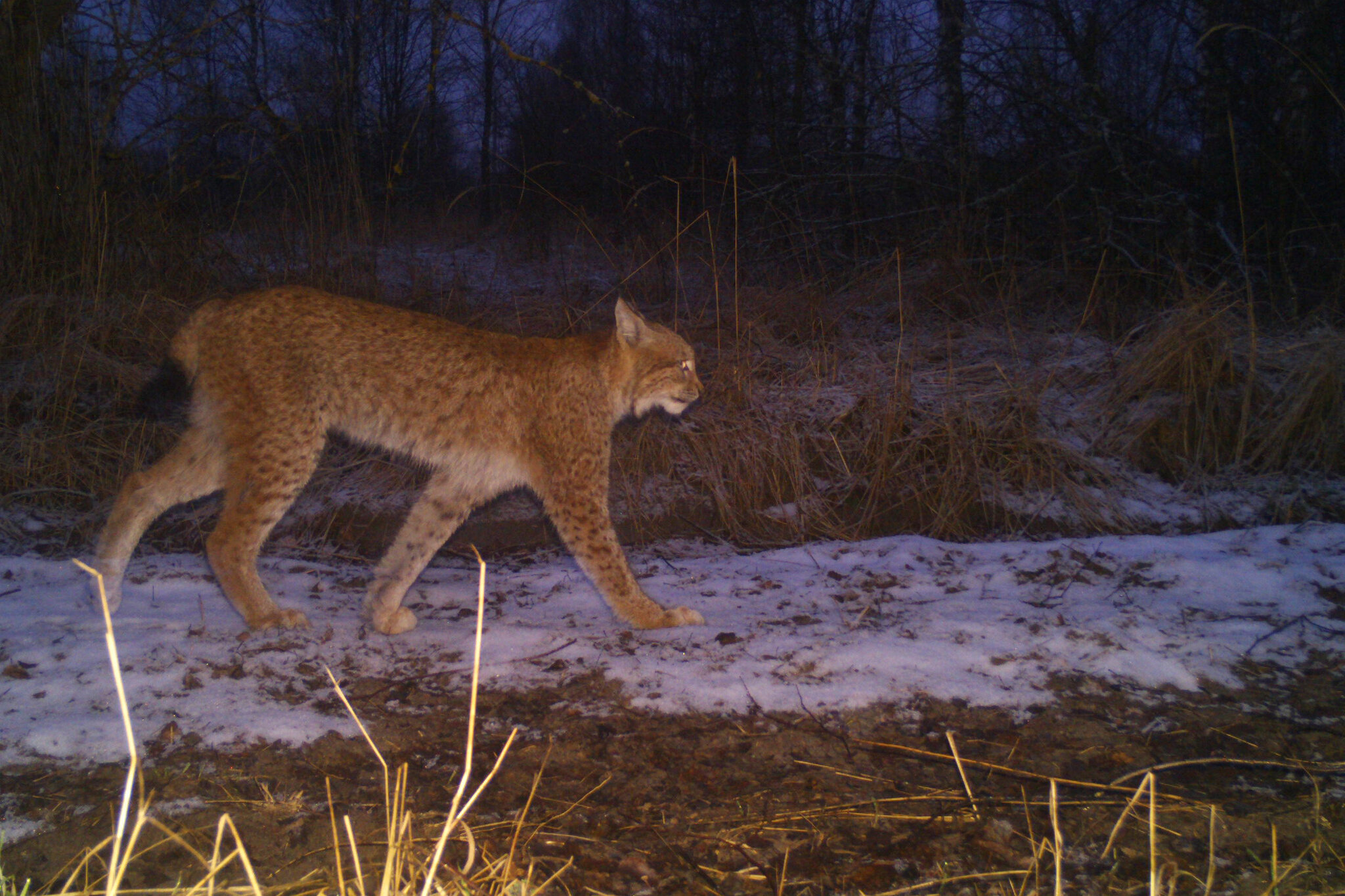 Russia Captured Chernobyl. The Wildlife Cameras Kept Recording.