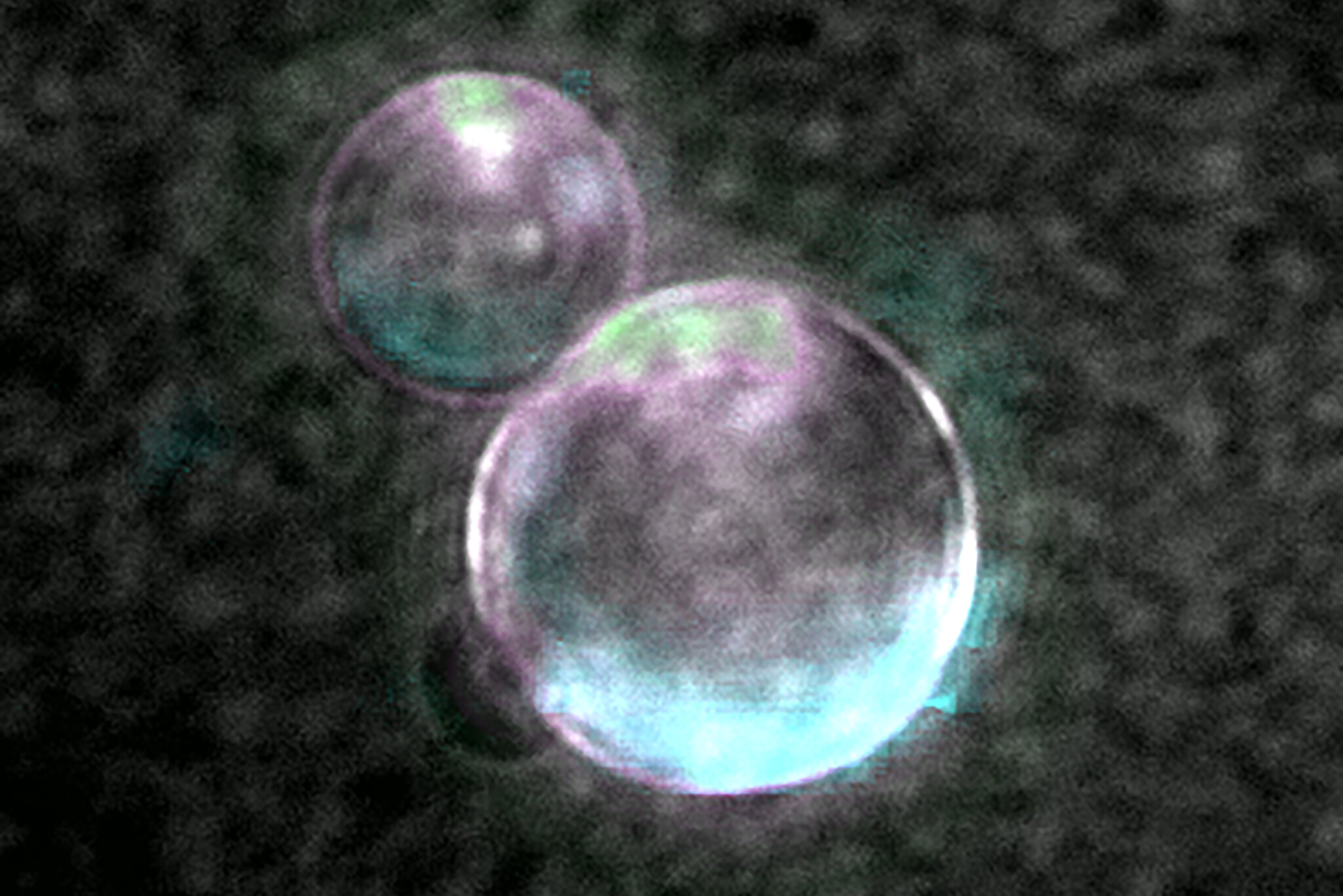Scientists Made a Cell With Most of the Hallmarks of Life. Here’s What to Know.