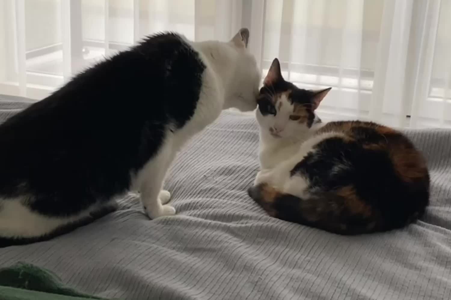 Your Cat Is Being Nice? Think Again.