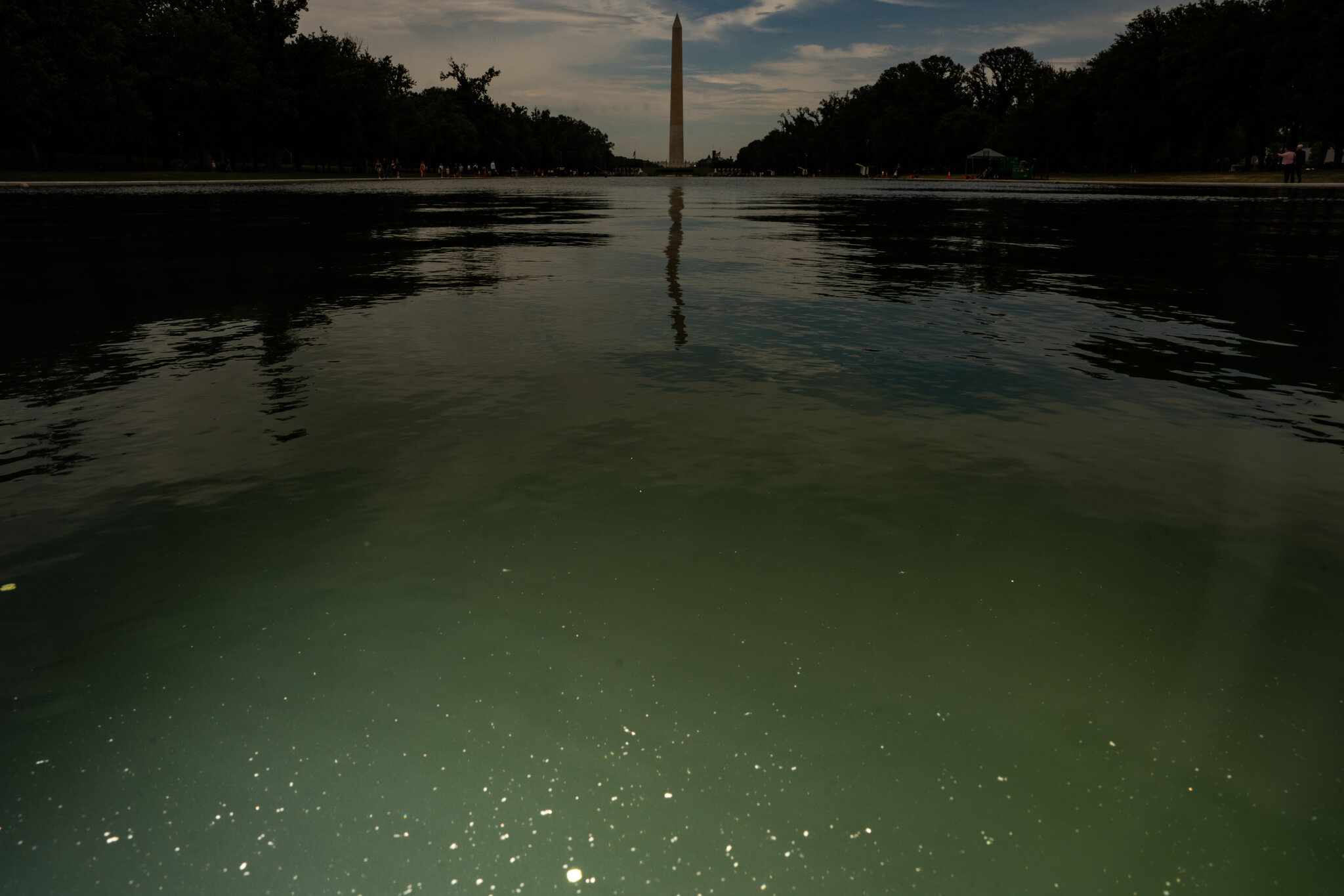 E Pluribus Algae: Why Green Pond Scum Is as American as Red, White and Blue