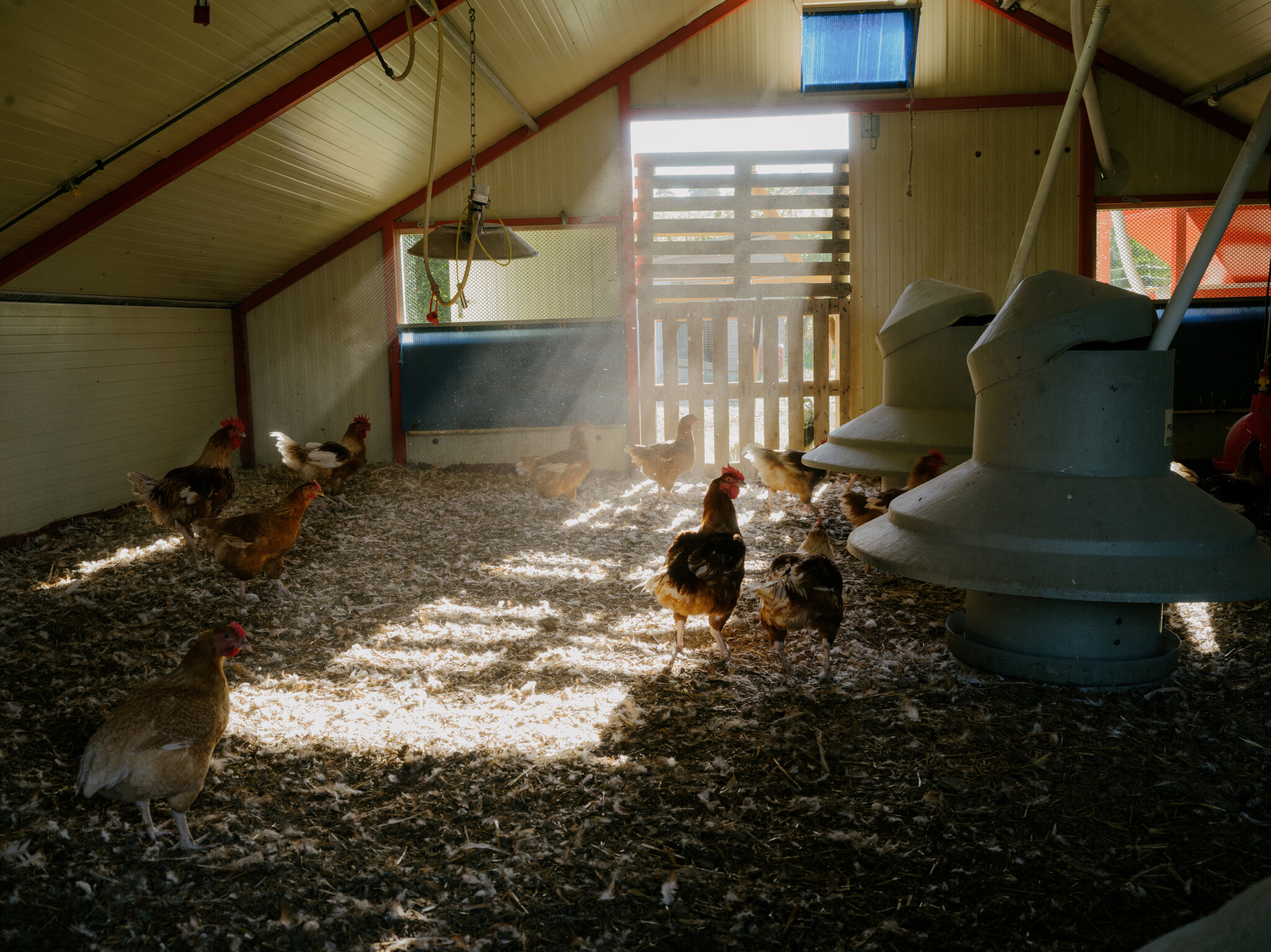 The Chickens Were Doing Just Fine. Then the Heat Wave Killed Millions.