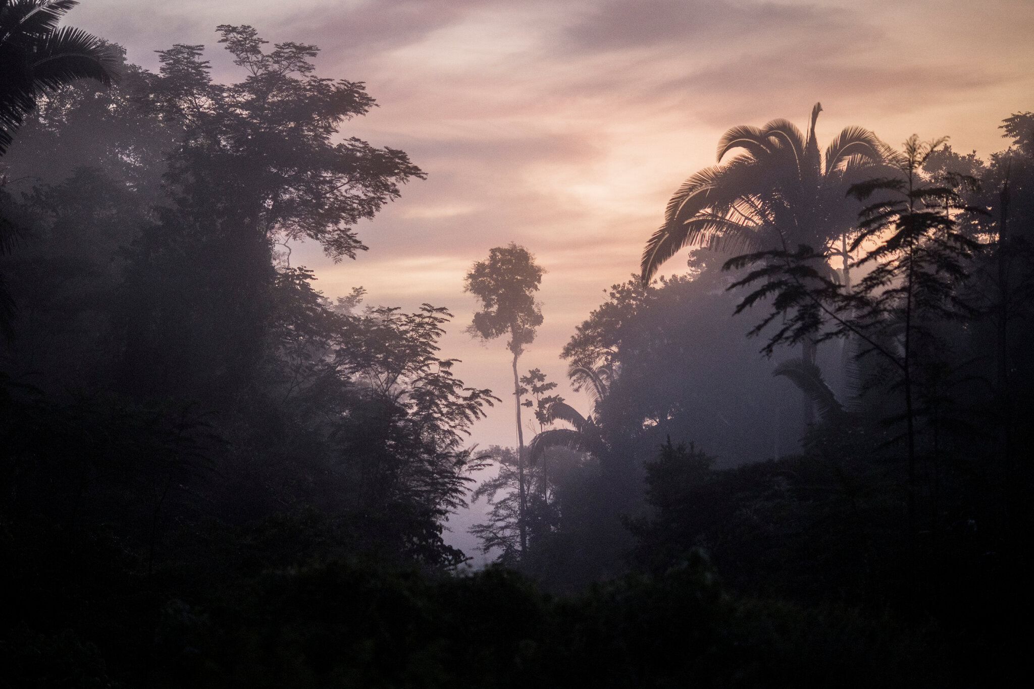 Warming Could Ravage a Third of Plants Used by Amazon Communities