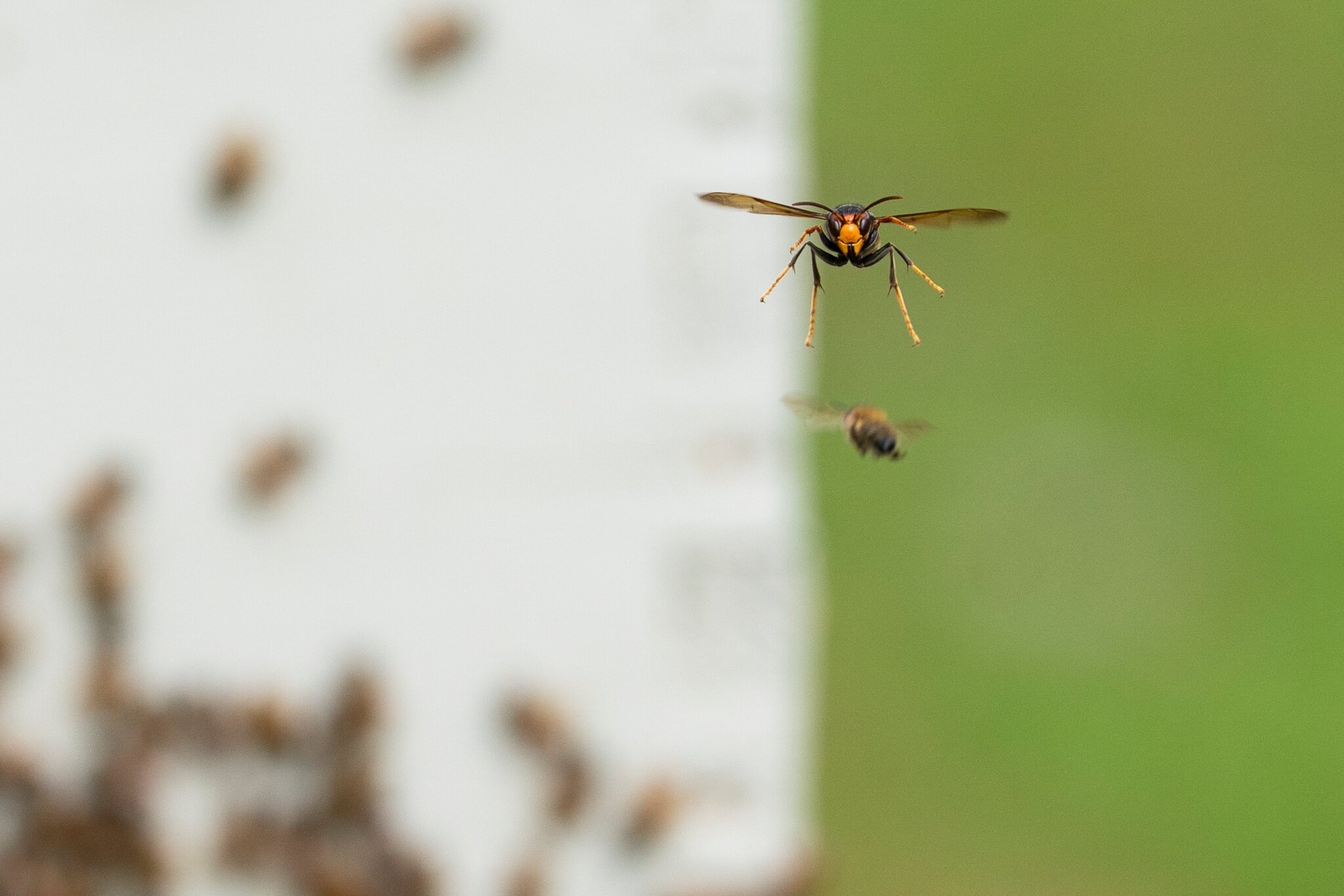 ‘We’re Fighting Satan’: The War to Save Bees From a Hornet Invasion