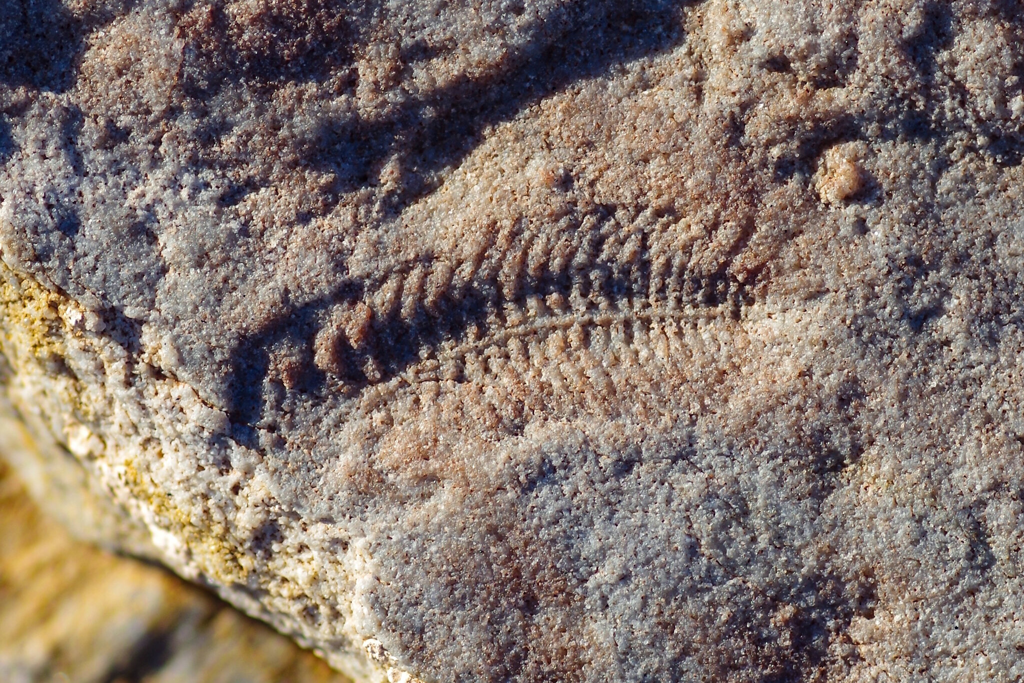 These Animals Were Righties Long Before Hands Even Evolved