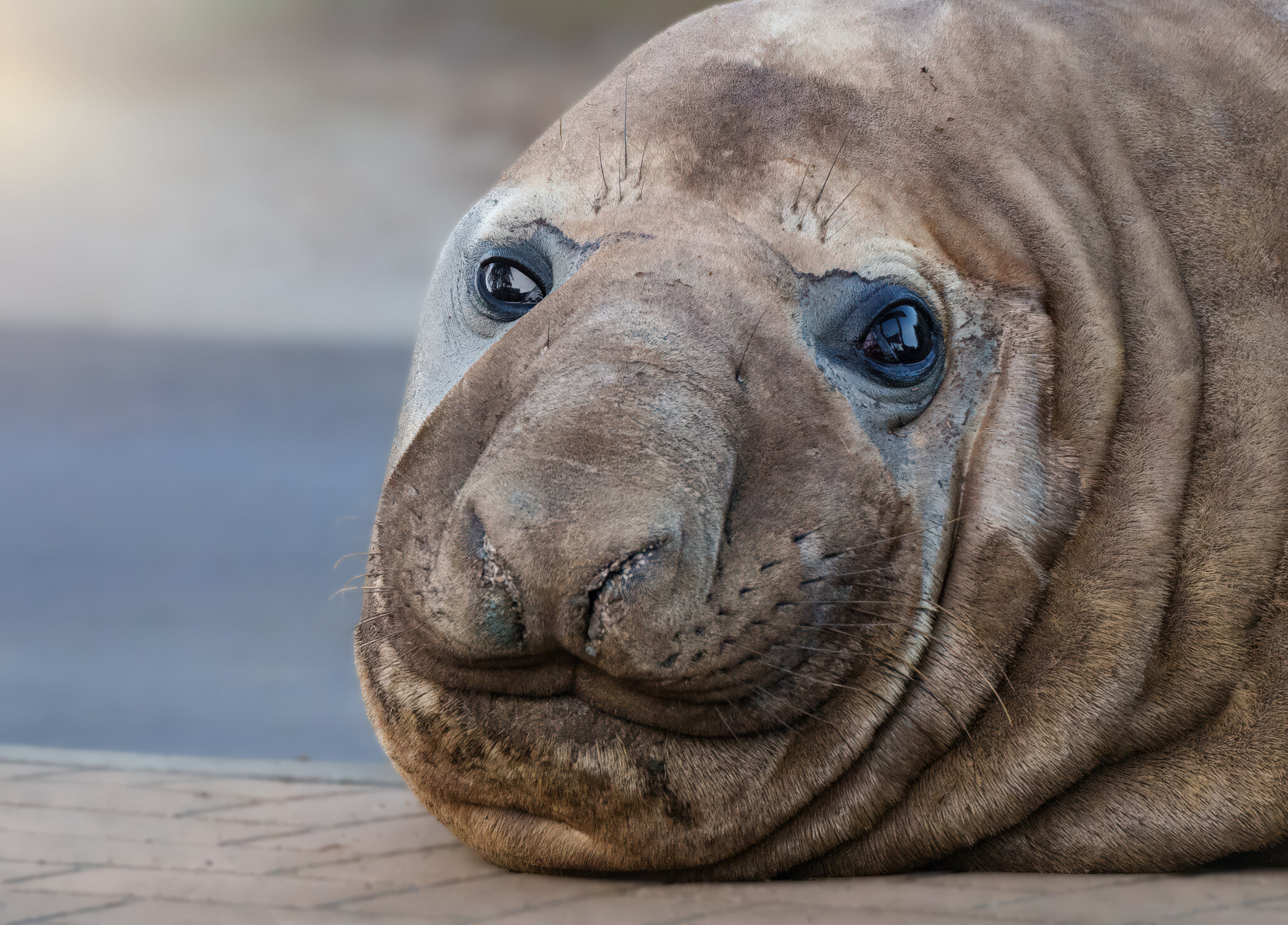 He’s Big, Loud and Unruly. Meet Neil, Australia’s Celebrity Seal