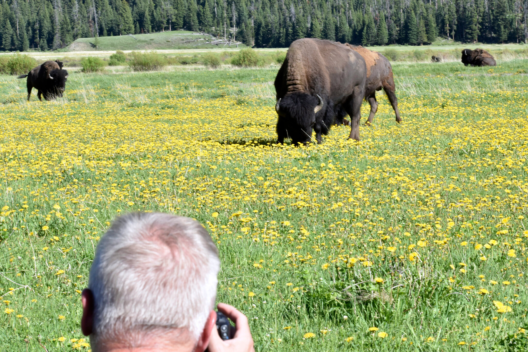 In Terrifying Seconds, a Bison Charges Campers at Yellowstone