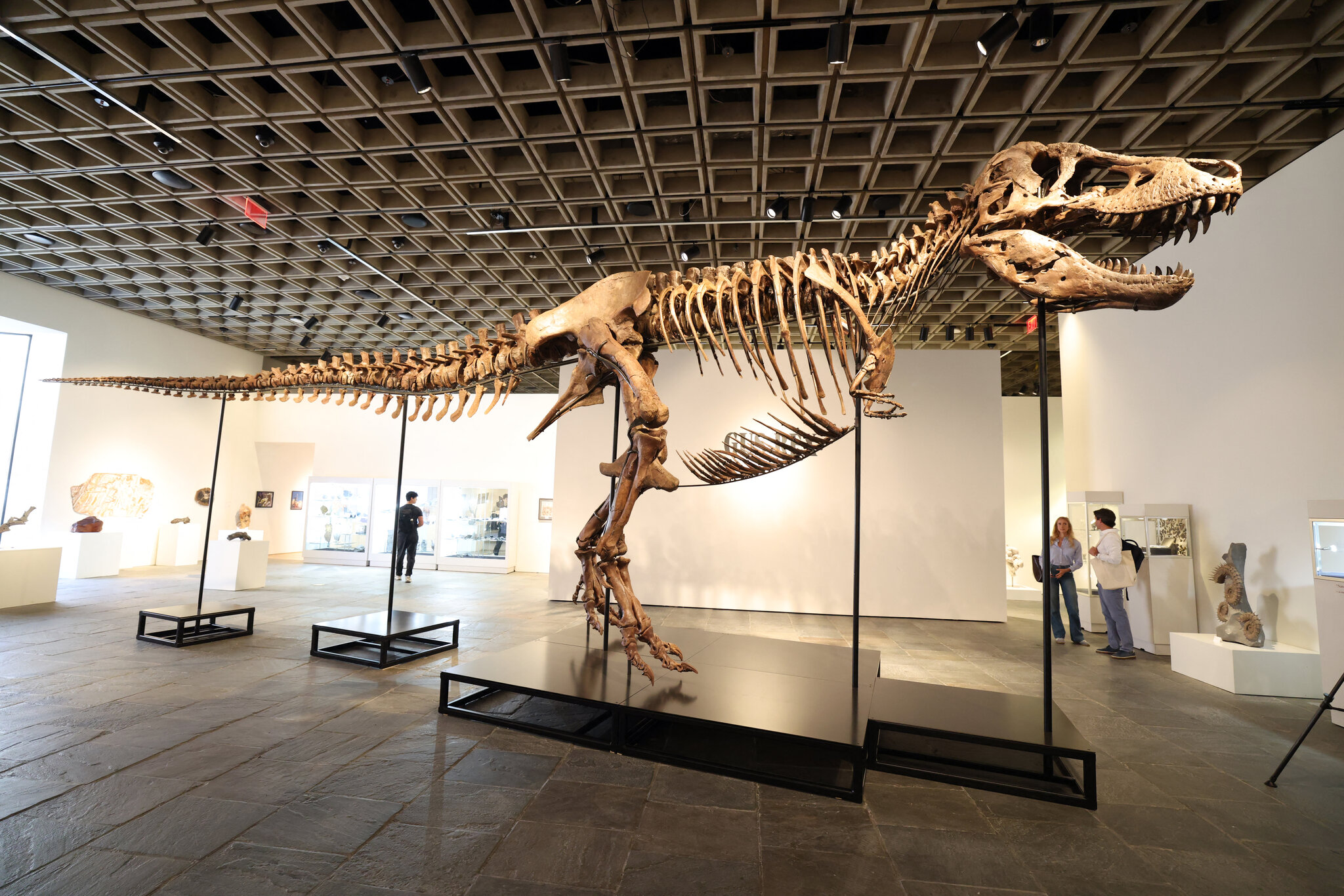 T. Rex Fossil Sells for $50.1 Million, Putting the King Back On Top